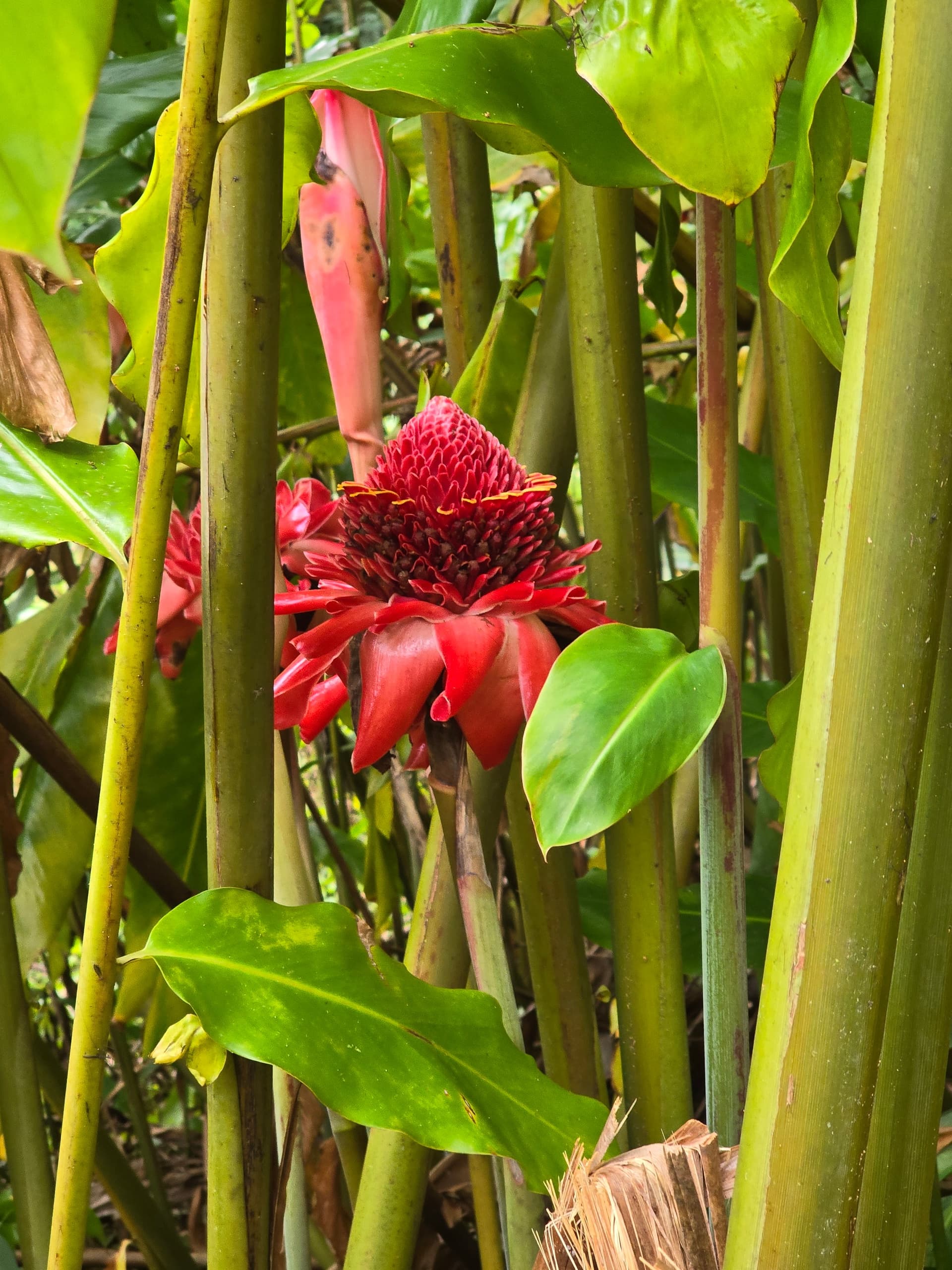 Private Halfway to Hana Tour