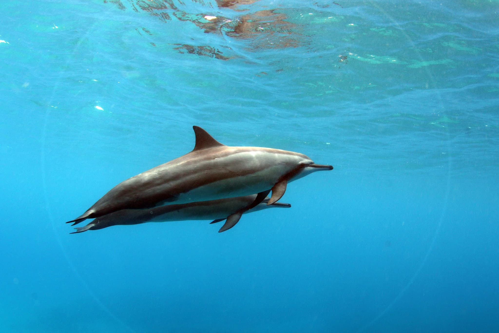 Stand UP ATV and Sunset Cruise Experience