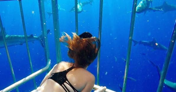 Shark Cage Diving