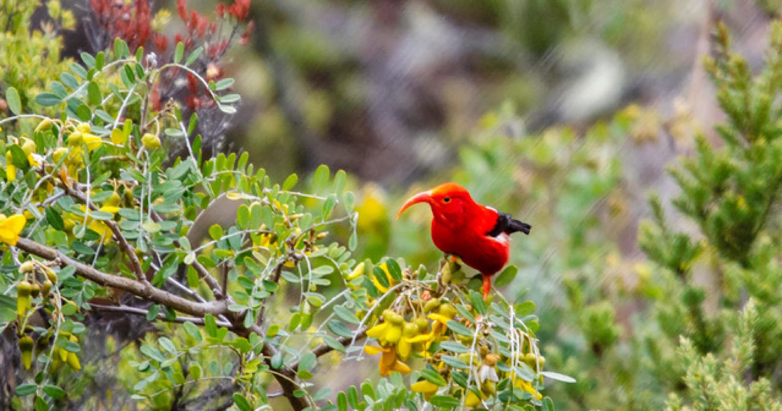 Birdwatching Private Tour