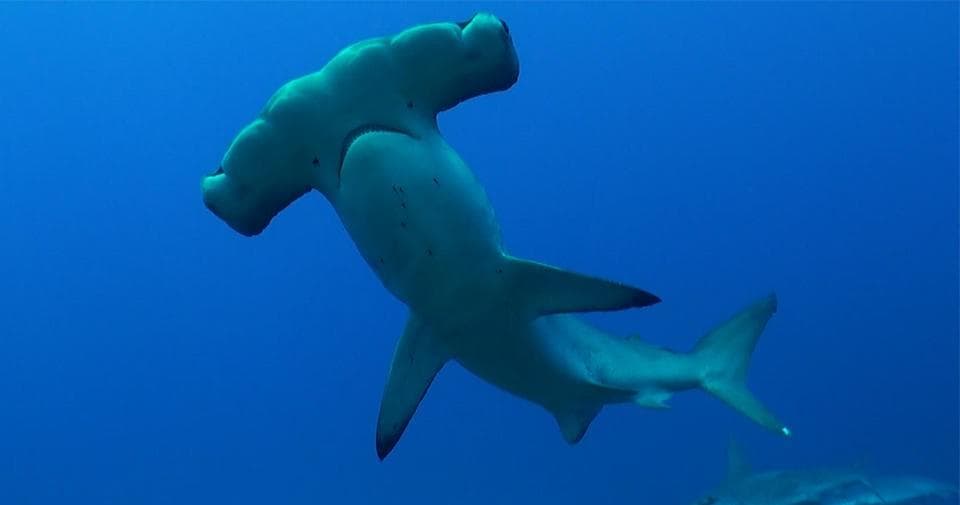 Dive Hammerhead
