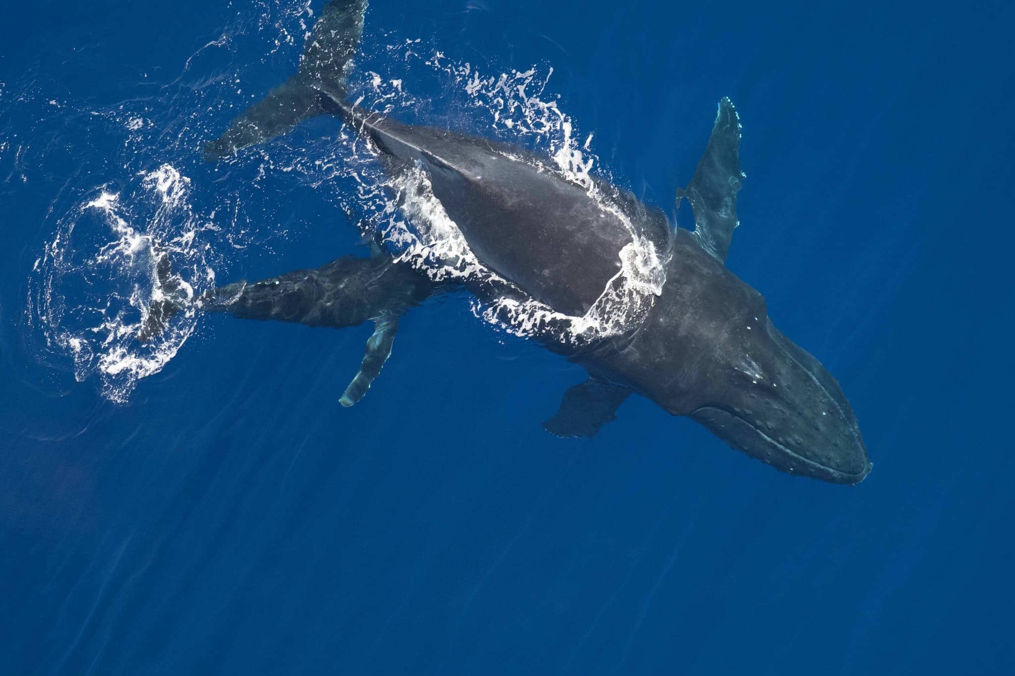 3 HOUR Whale Watch Photography Expedition *Private Charter*