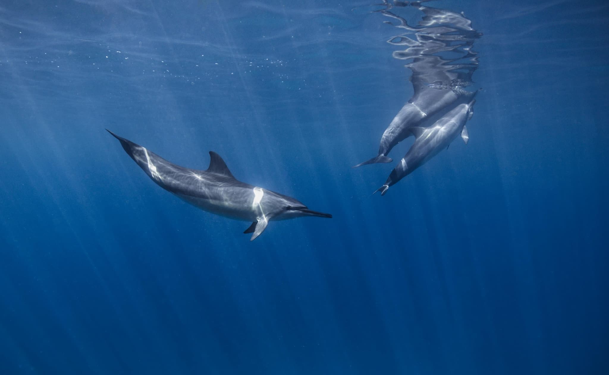 Turtle Canyon Snorkel Tour