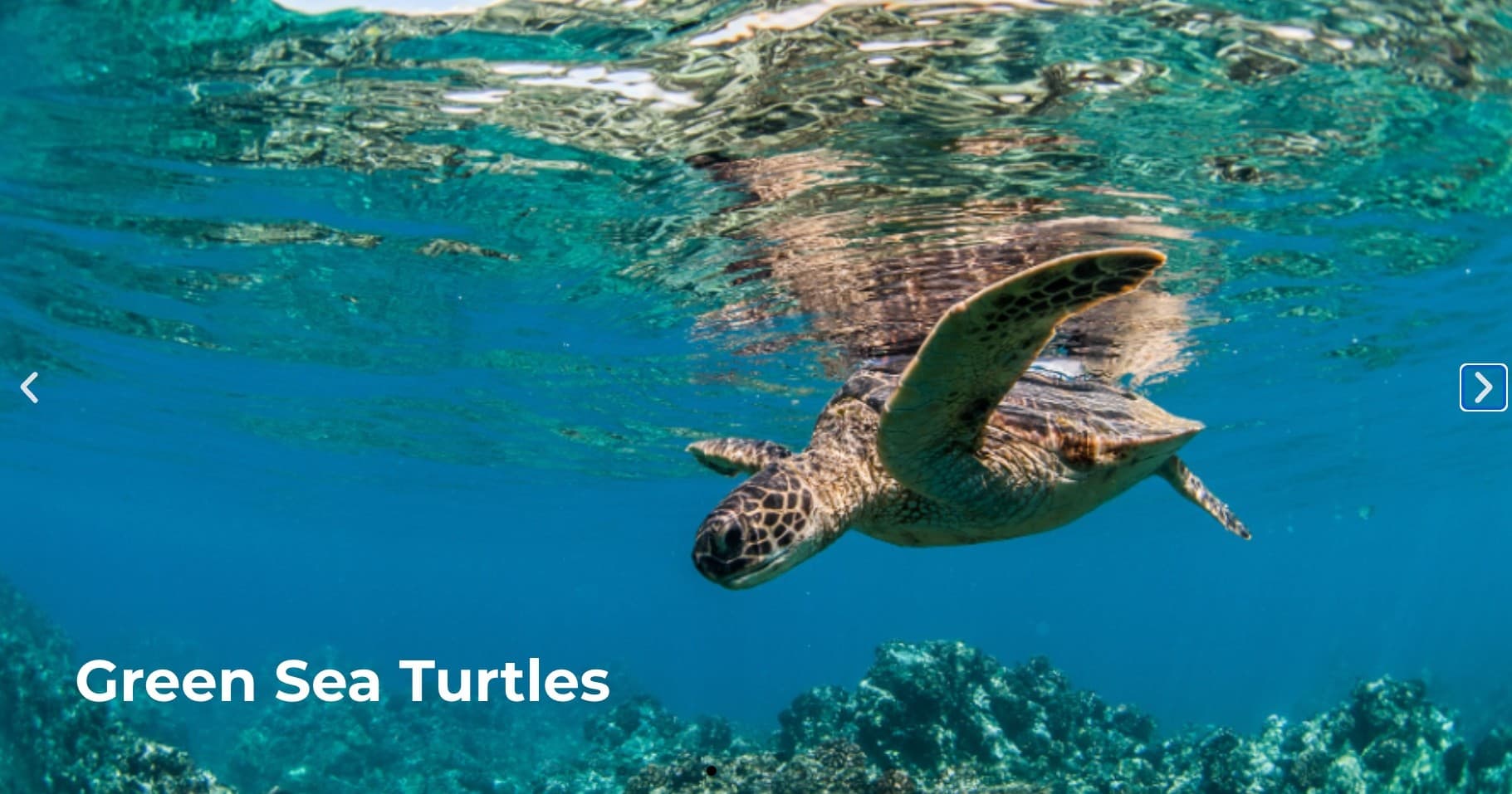 SIGNATURE CIRCLE ISLAND TOUR(waikiki pickup)