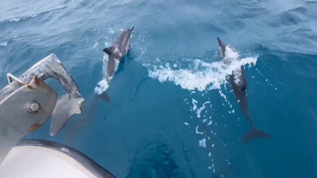 IV Therapy Snorkel Excursion