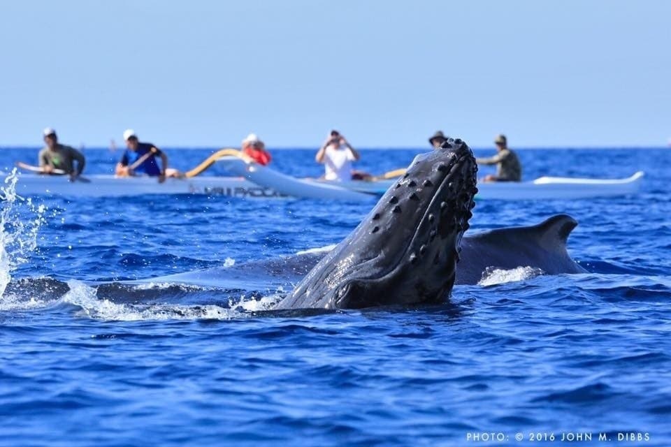 Andaz Whale Watch Outrigger Tour