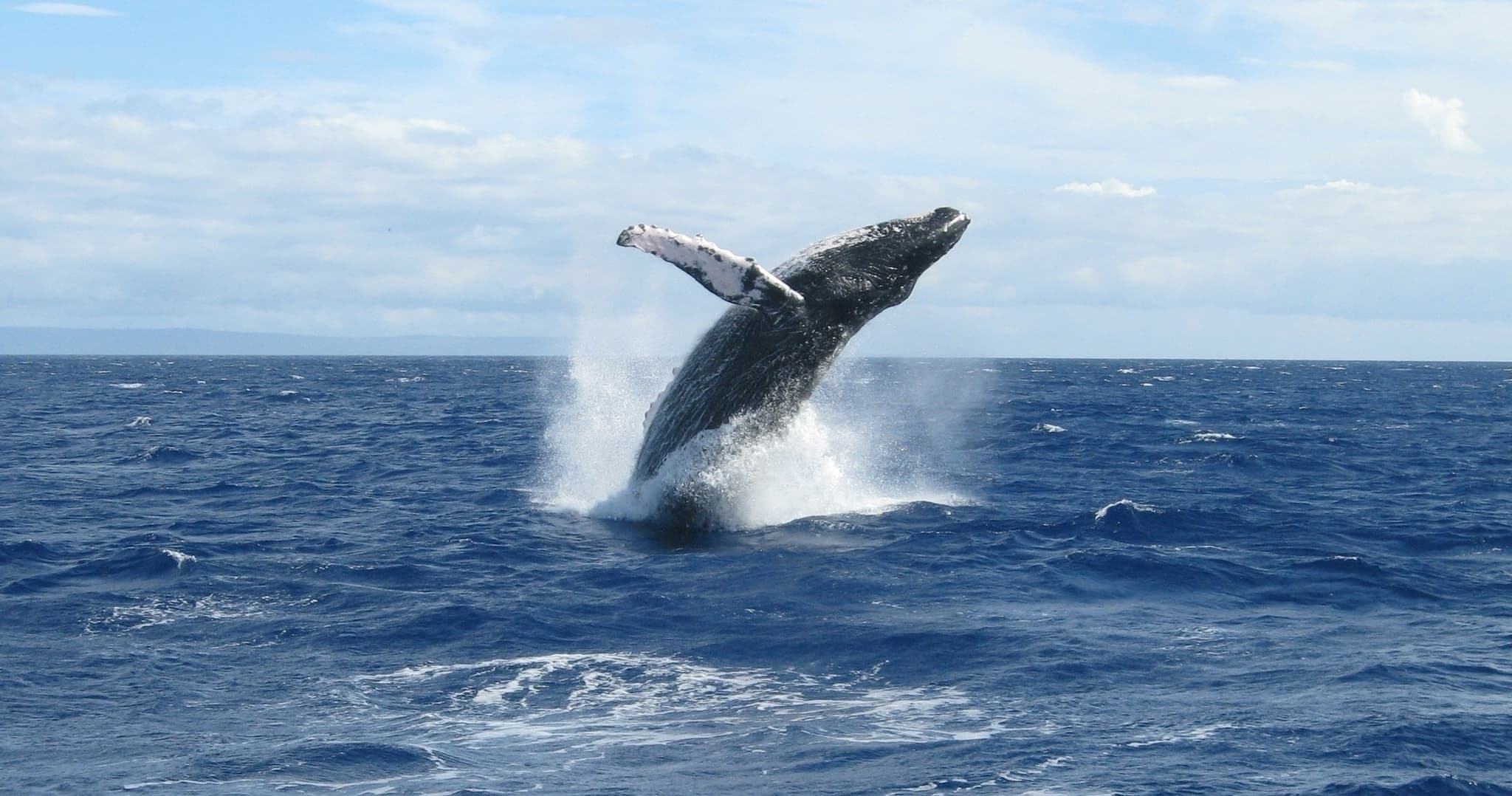 Grand Wailea Whale Watch Outrigger Tour
