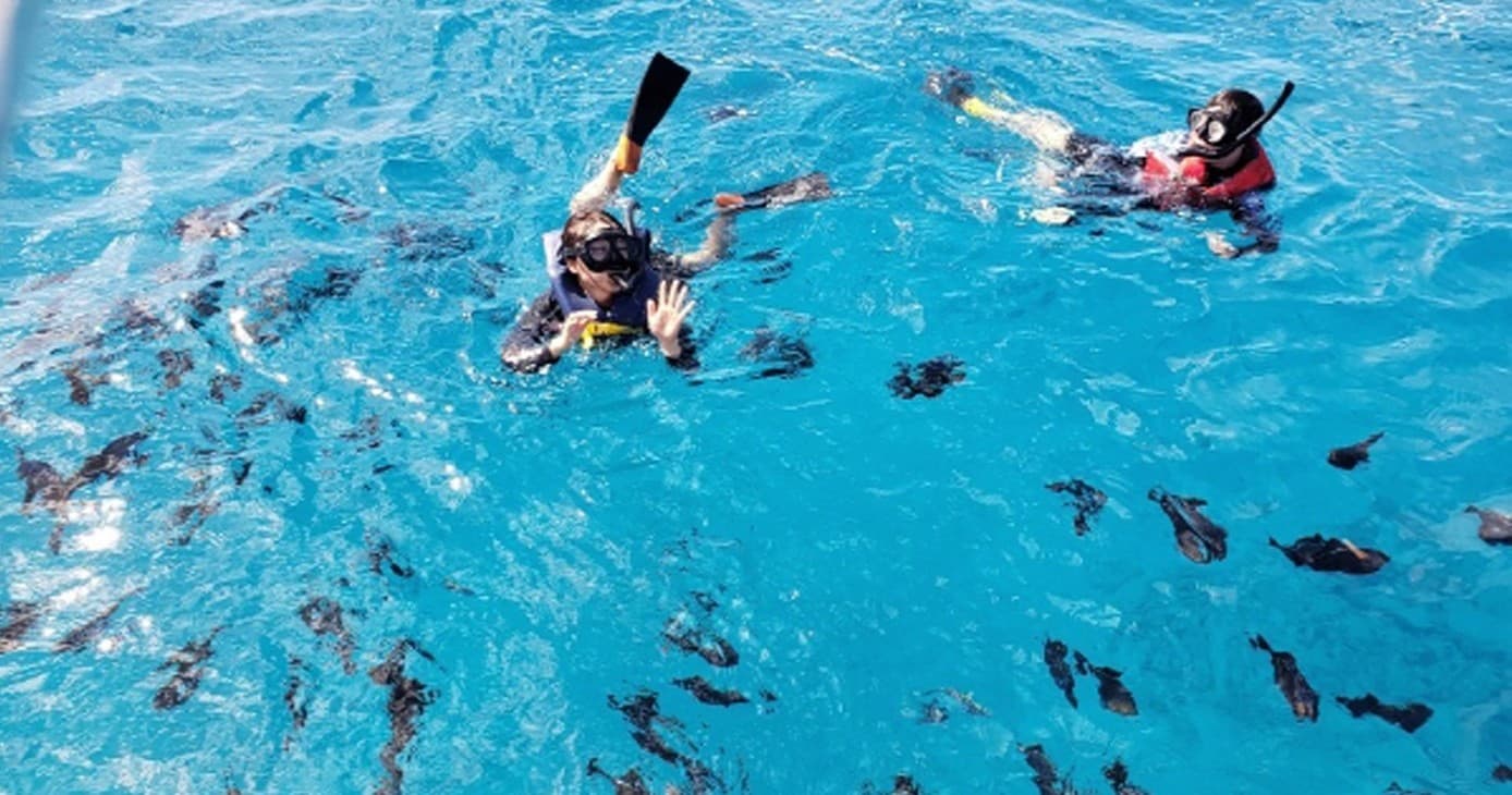 Waikiki Turtle Snorkeling Tour *Surprise Gift*