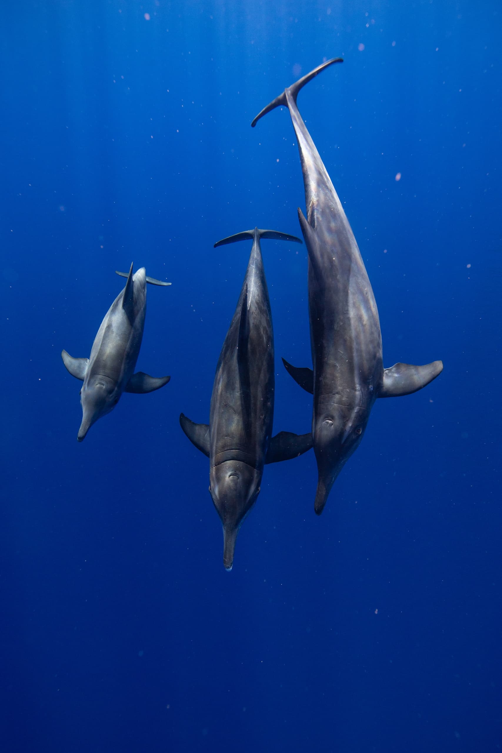 Long Range Pelagic Safari