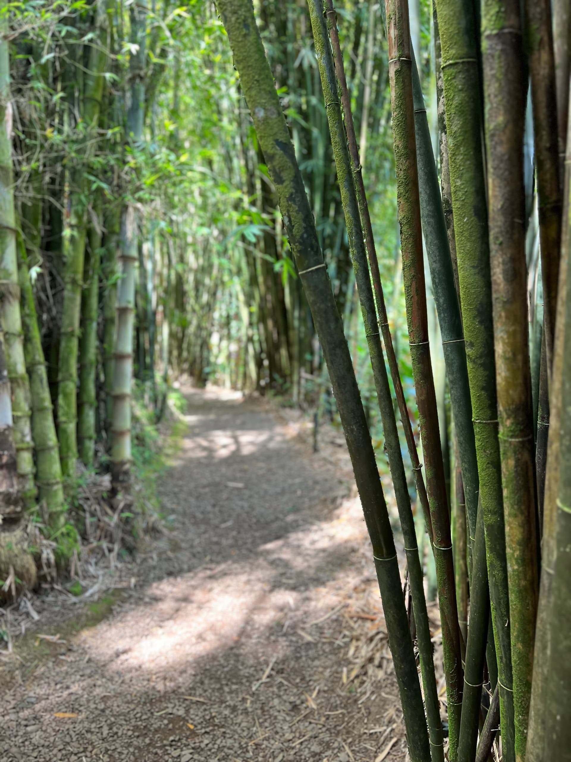 Halfway to Hana + Waterfall & Garden of Eden Tour