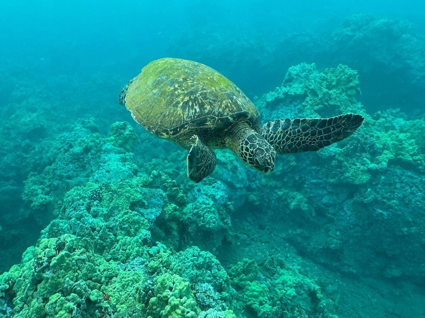 Private Snorkel Charter