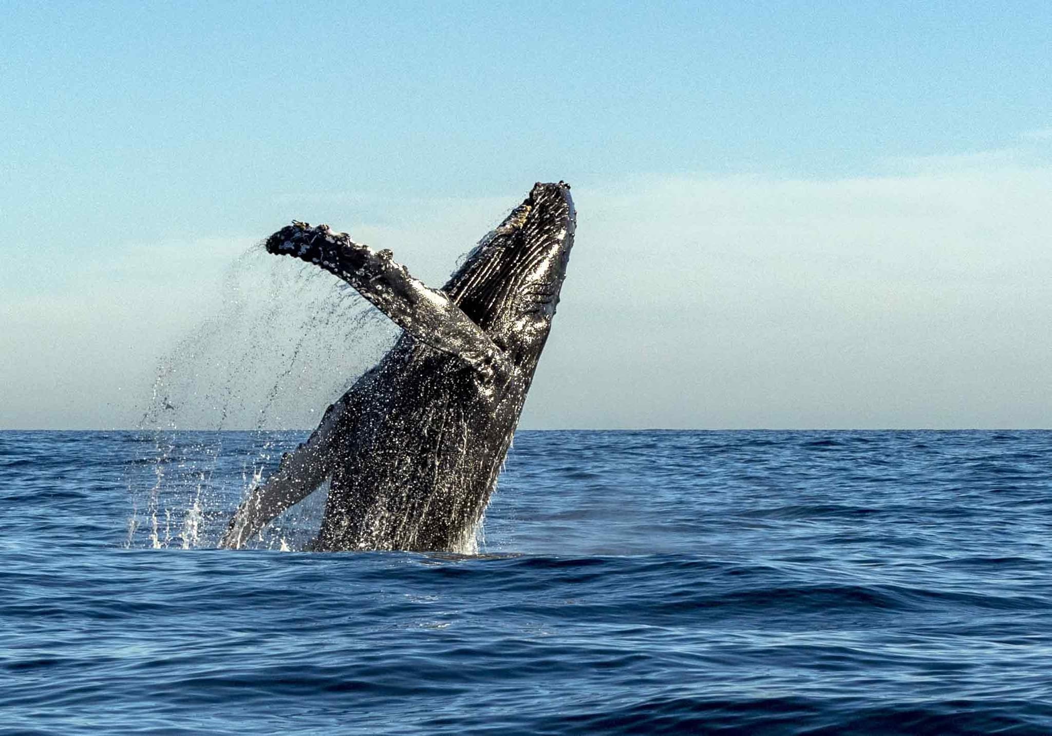 Premier Whale Watch *Private Charter*