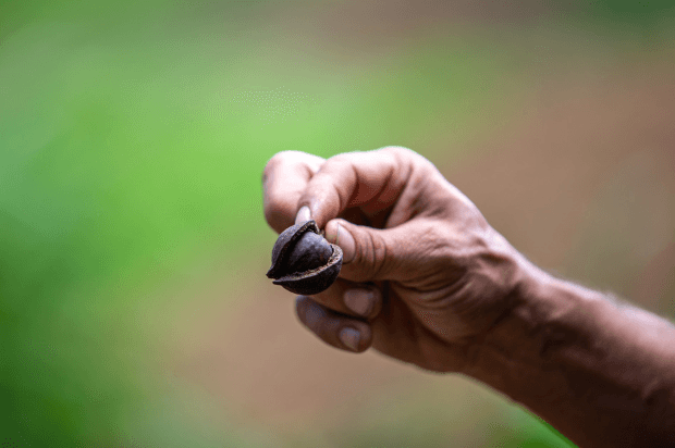 Macadamia Nut & Hydroponic Tour