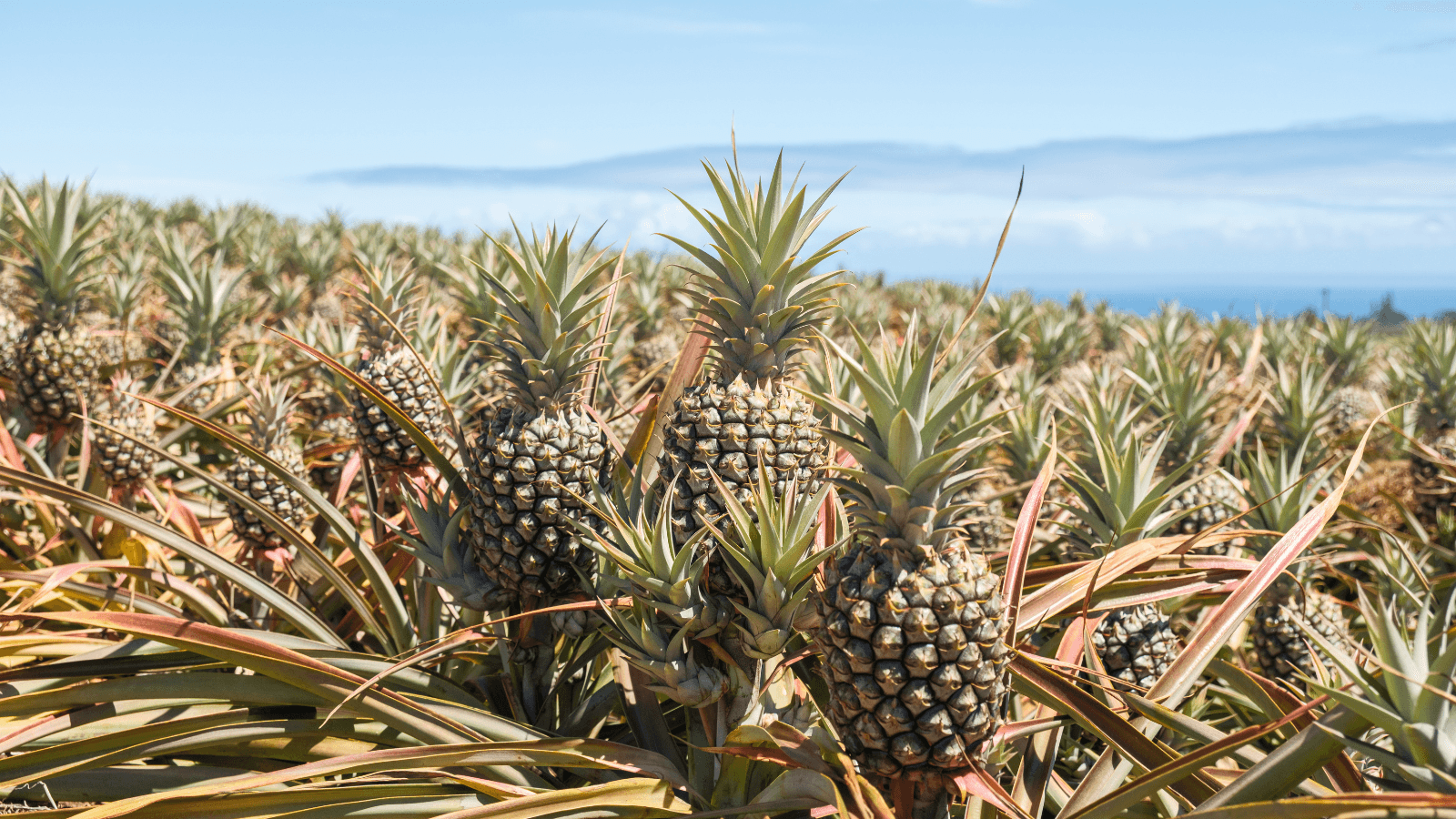 Maui Pineapple Tour: Farm & Feast Experience