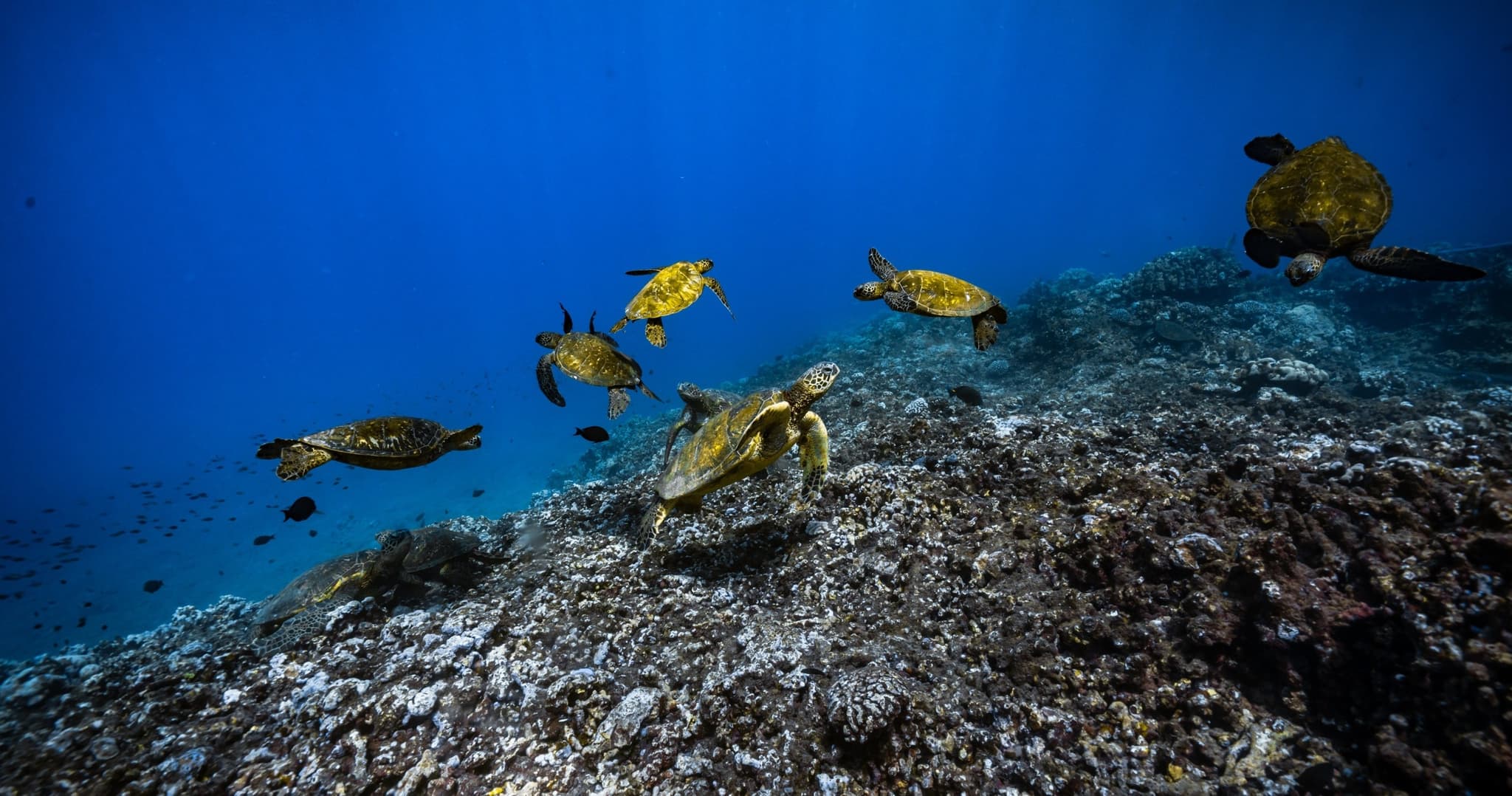 Afternoon West Maui Snorkel