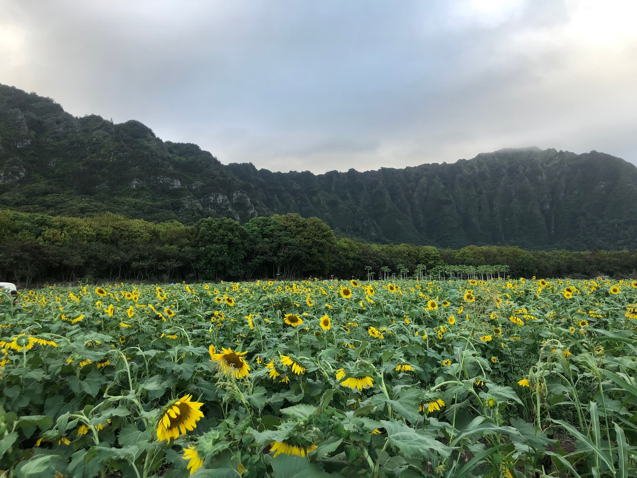 Narrated History Tour of Oahu