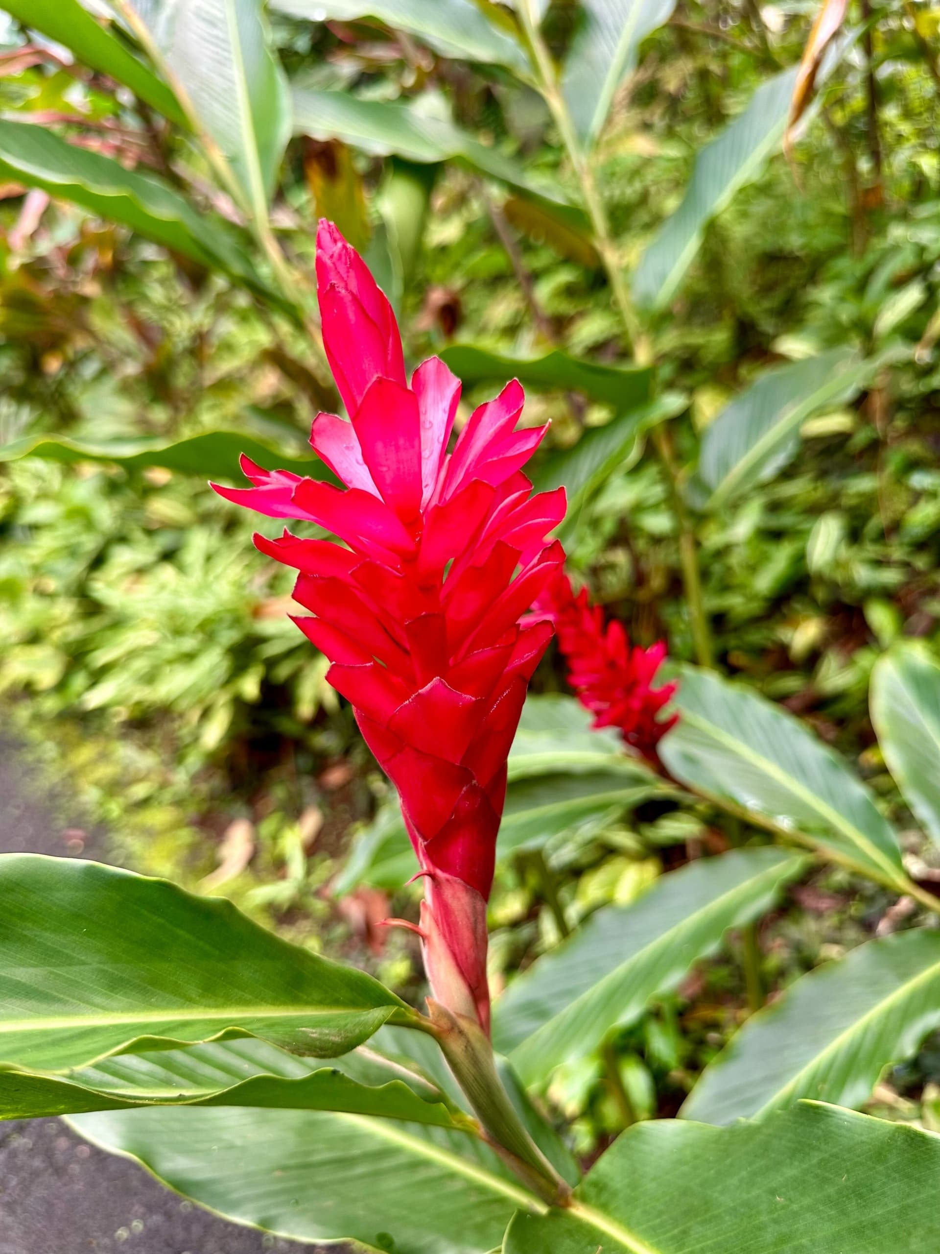 Wild and Scenic Hawaii: Waterfalls and Wonders