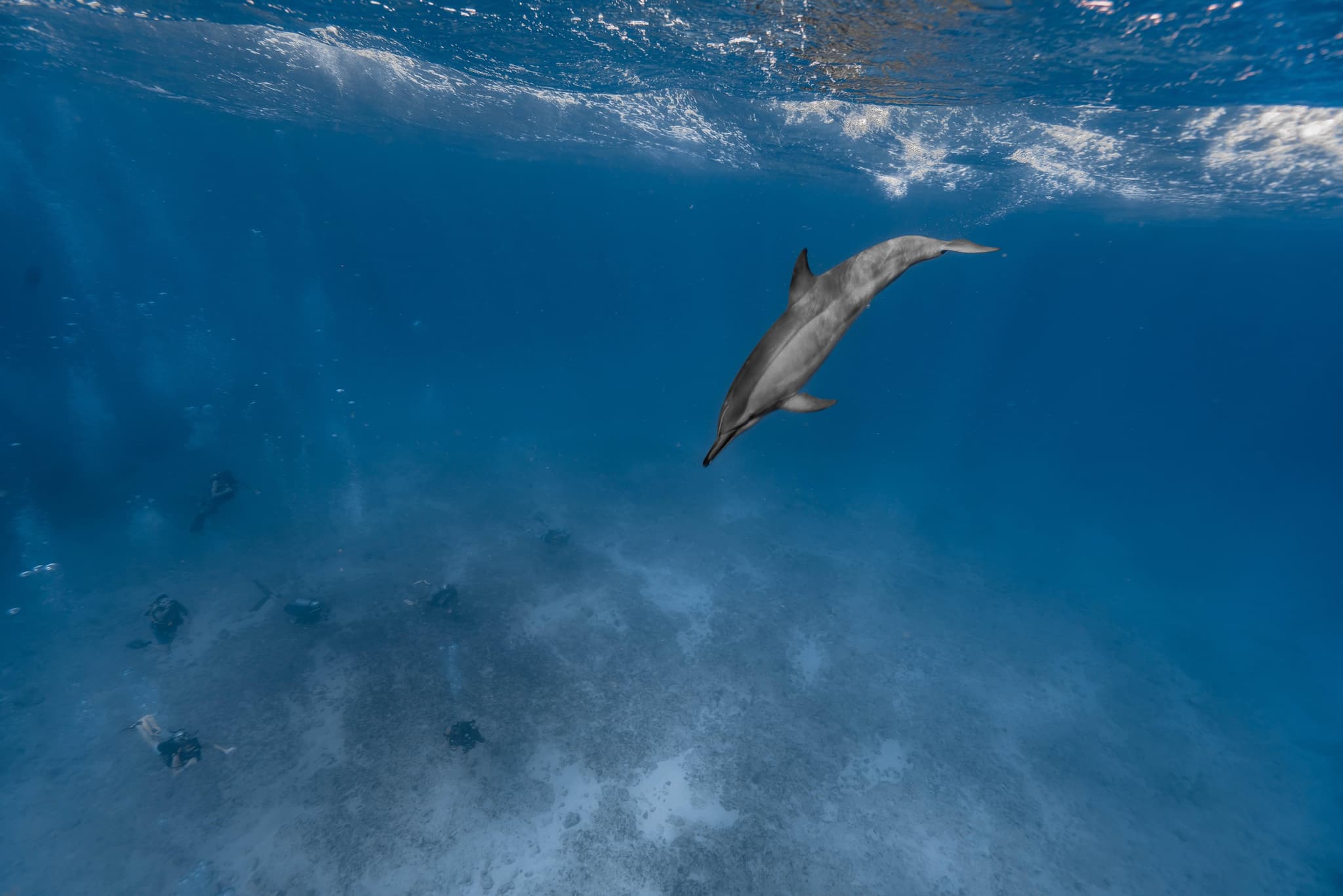 Private Snorkel or Dive Charter