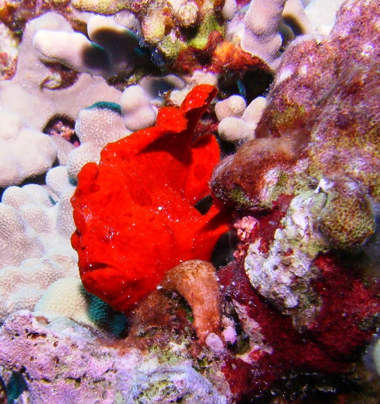 Two-Site Dive/Snorkel