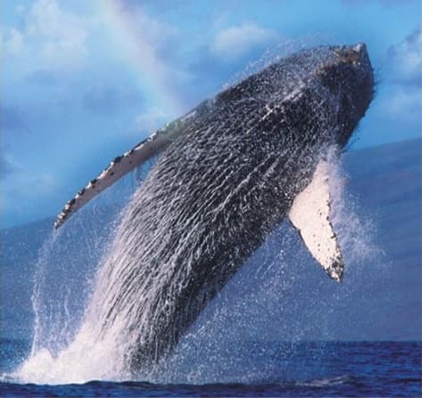 Wake up with the Whales! Departs Anaeho'omalu Bay