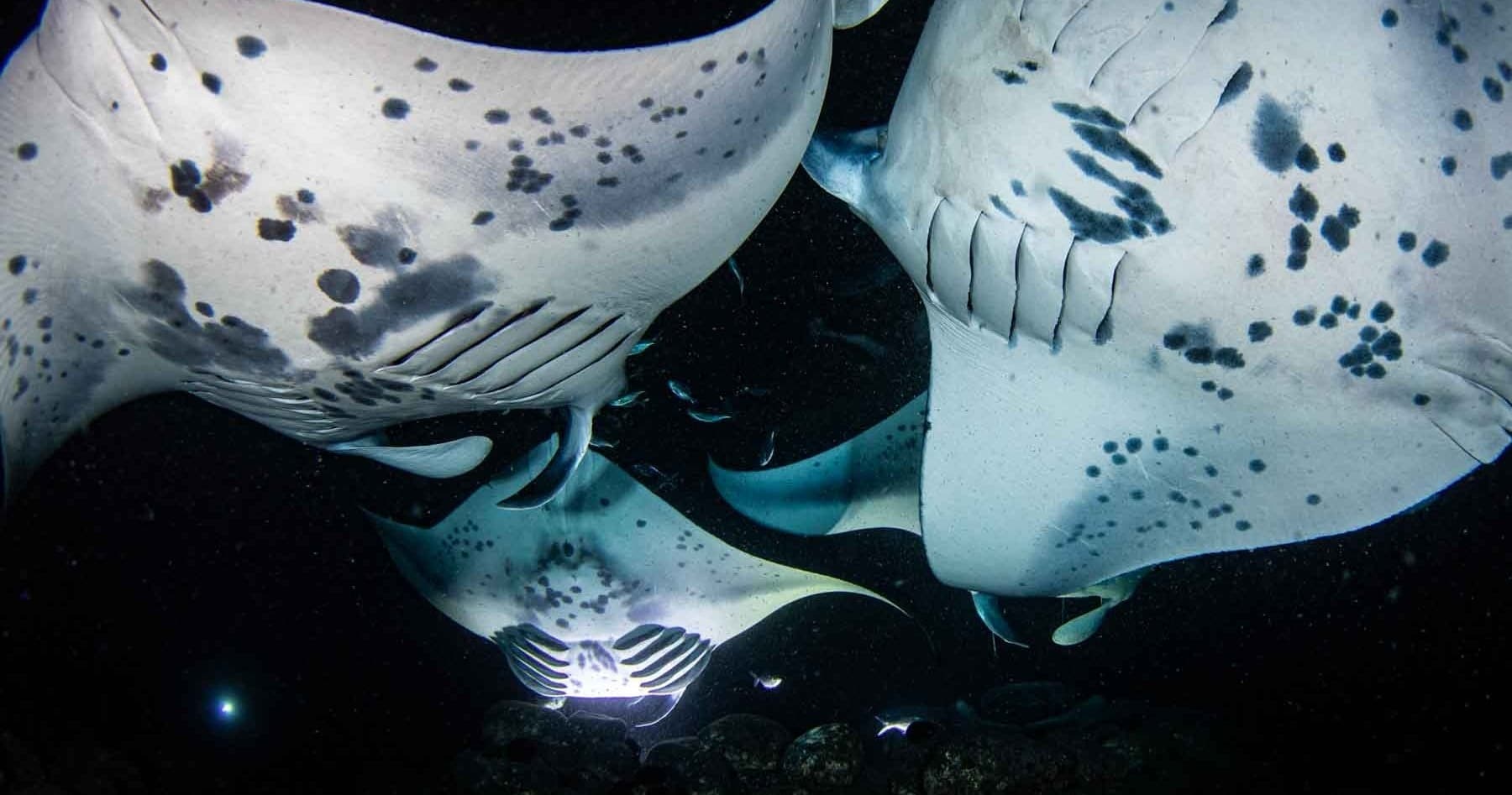 2 Tank Night Manta Dive Charter