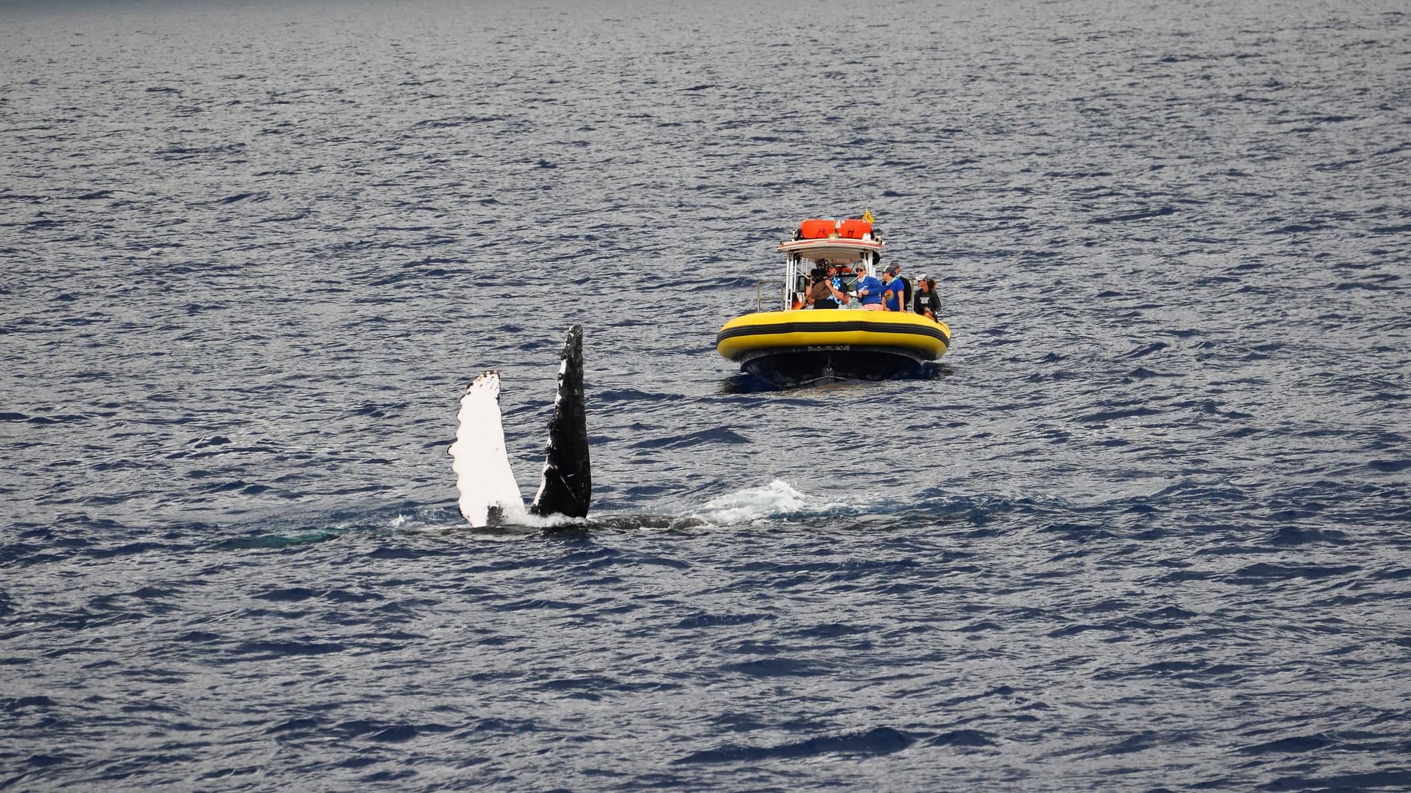 1.5 Hour Whale Watch