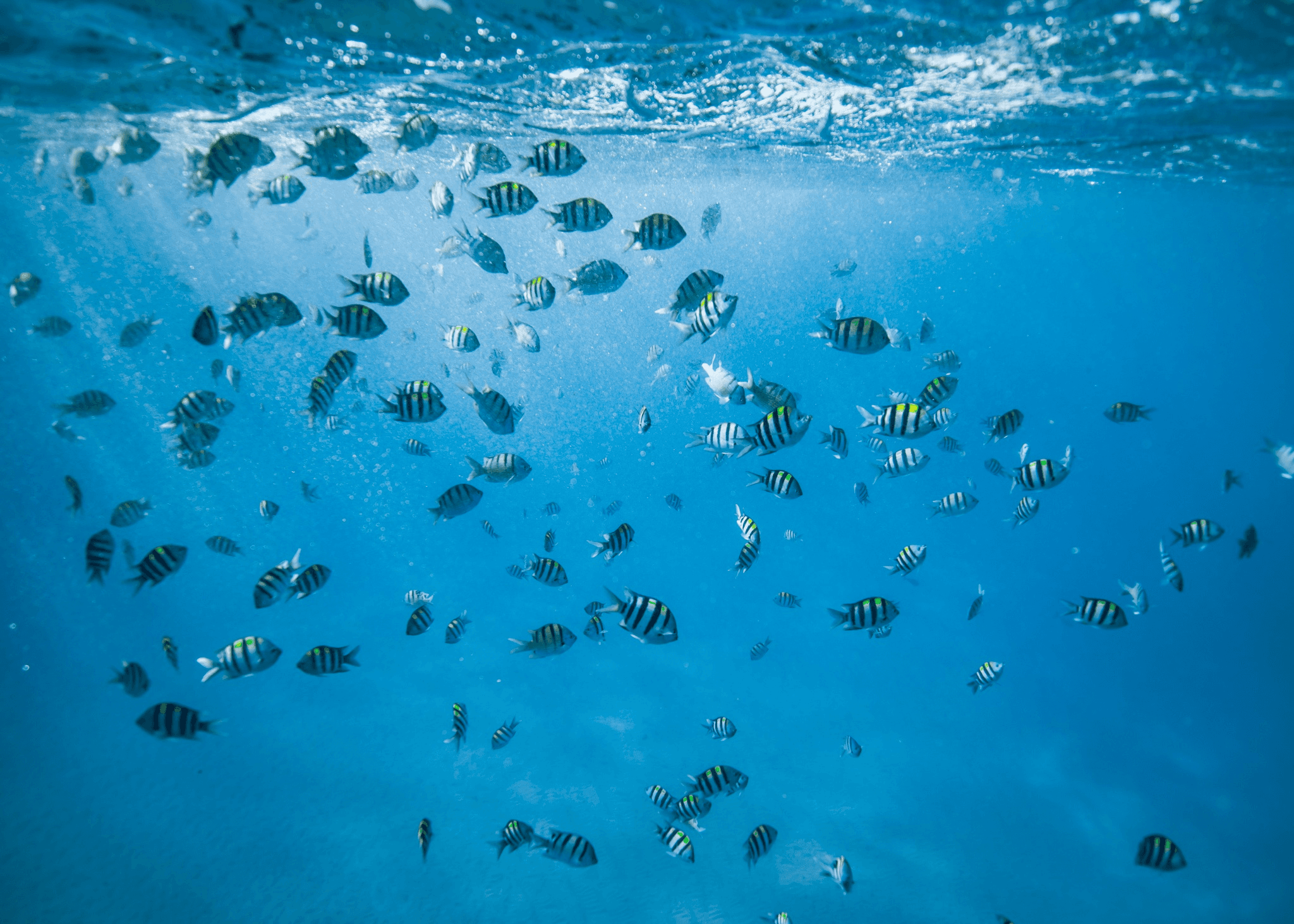 Turtle Canyon Snorkel Adventure "Big Kahuna"