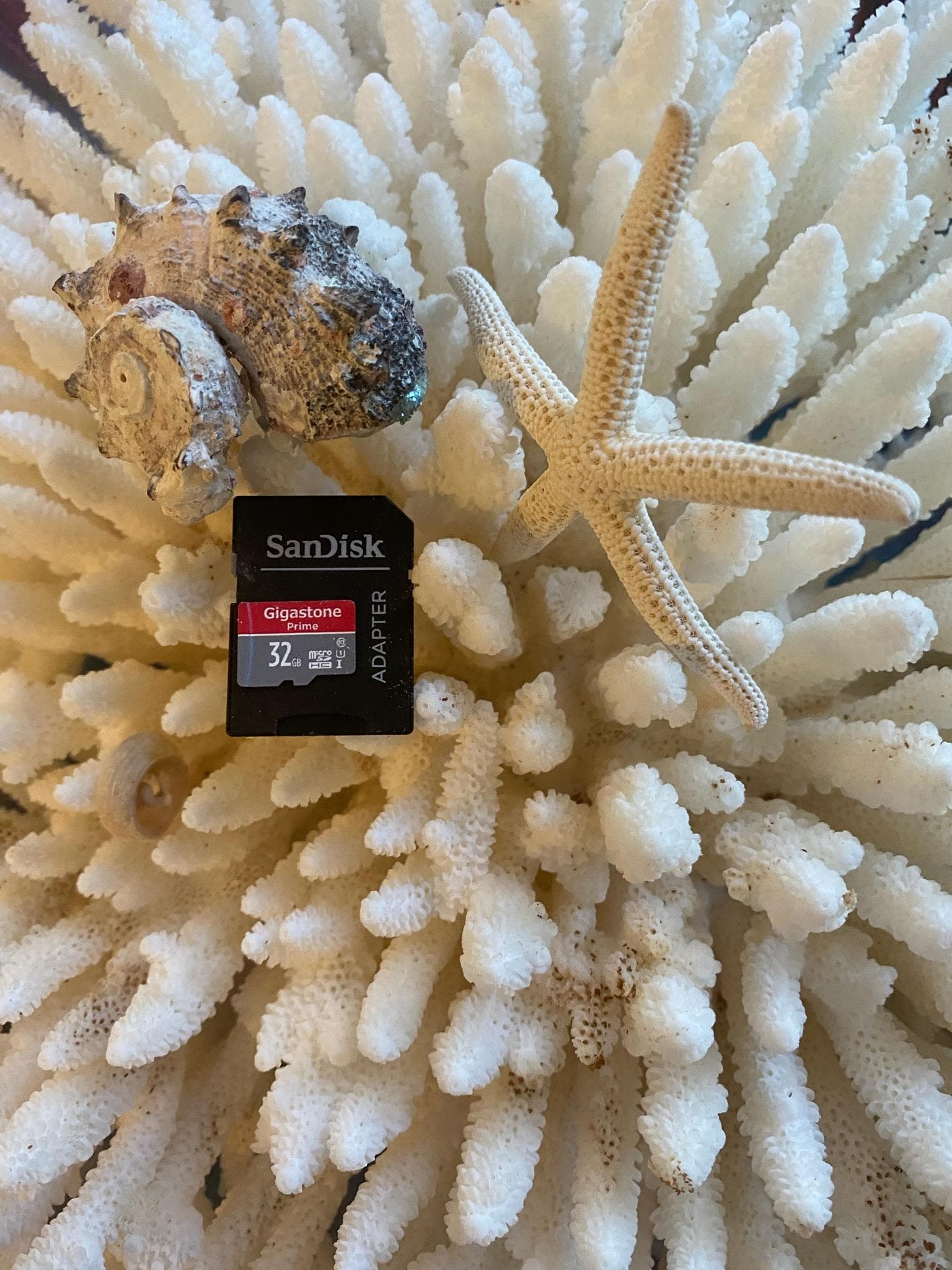 SD Cards 32G For Sale