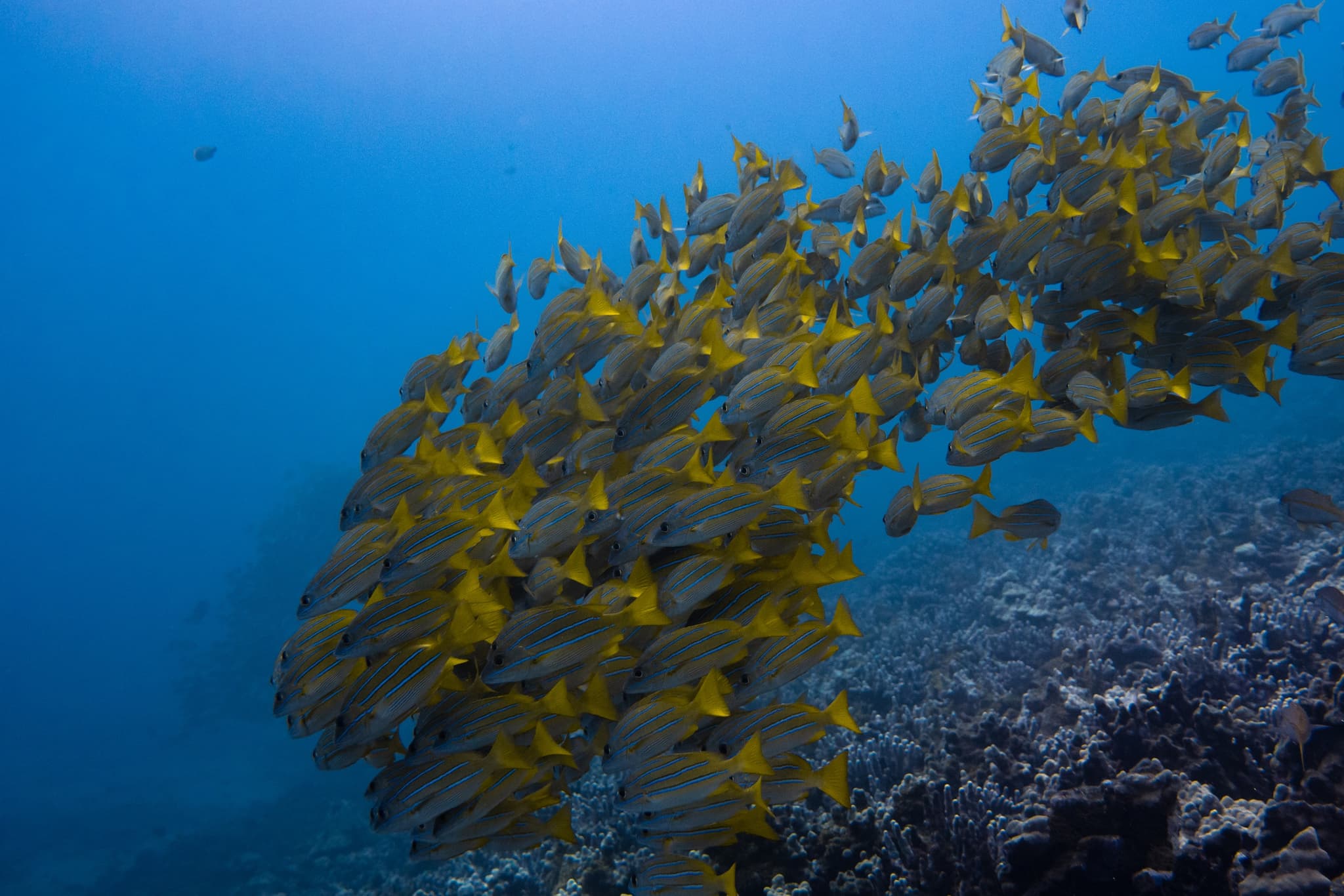 Semi-Private  Boat 2 Tank Discover Scuba Dive Experience!