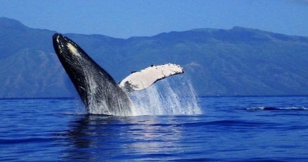 Exclusive Private Whale Watching Charter