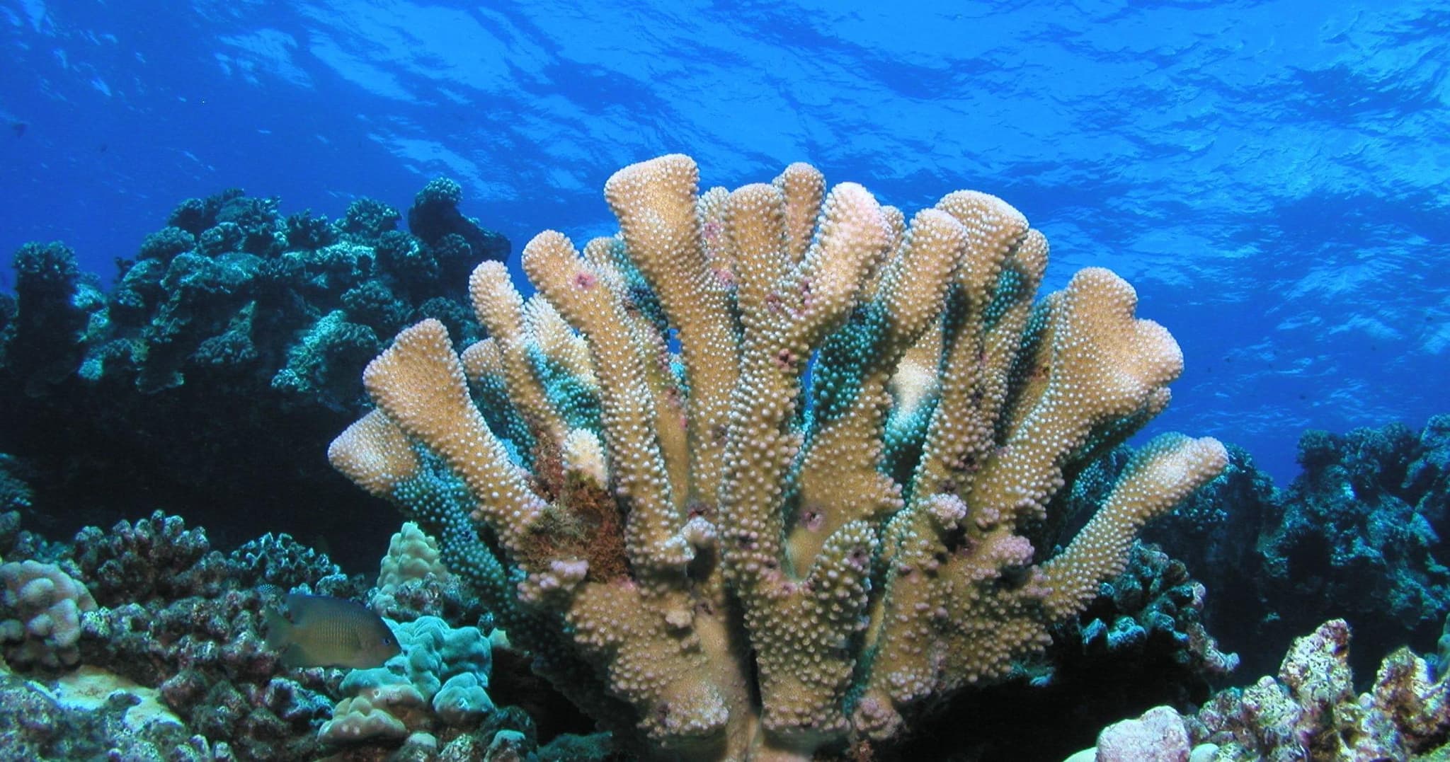 Open Water Certification