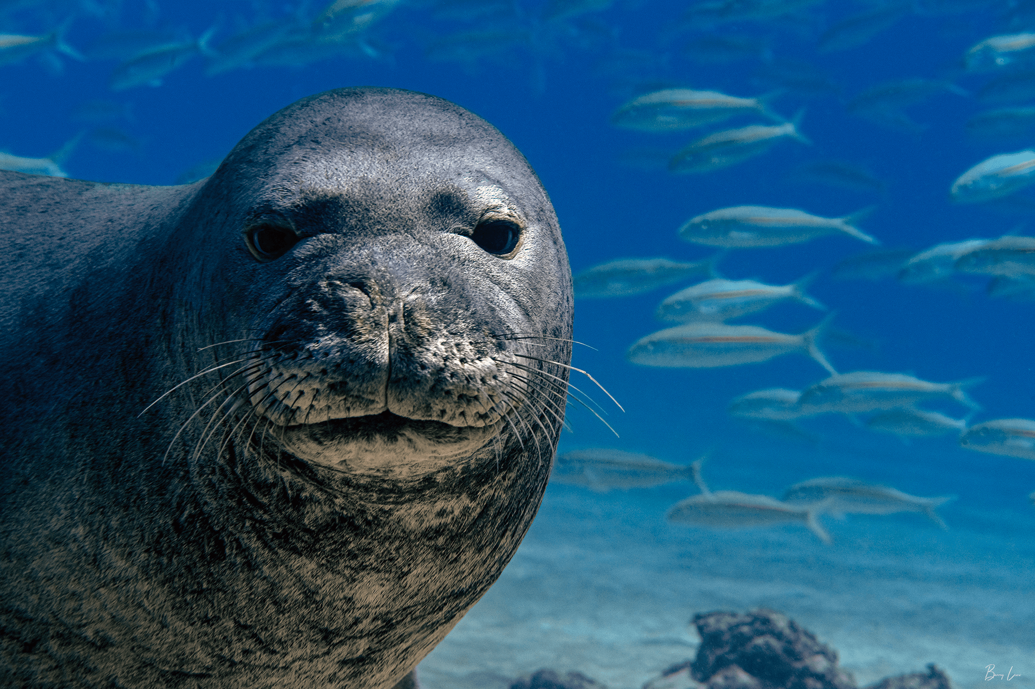 4 Divers for 3 Days - Private PADI Certification with Barry