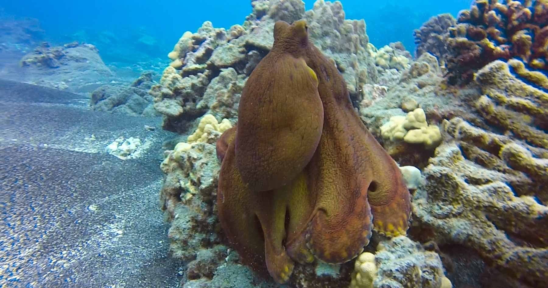 2-Tank Local Morning Dive Charter