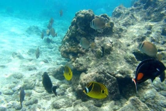 Hanauma Bay Snorkeling