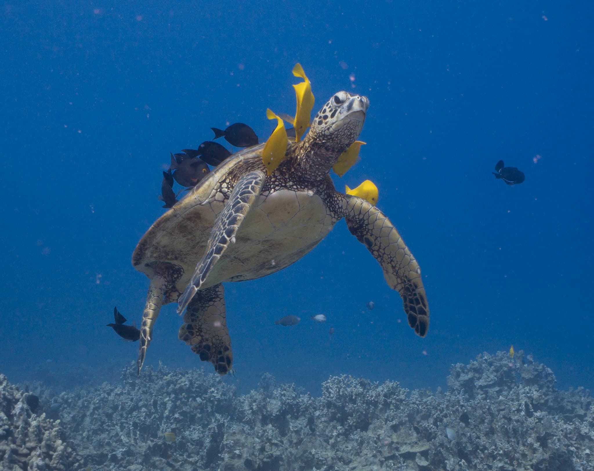 One-Site Afternoon Dive or Snorkel Trip