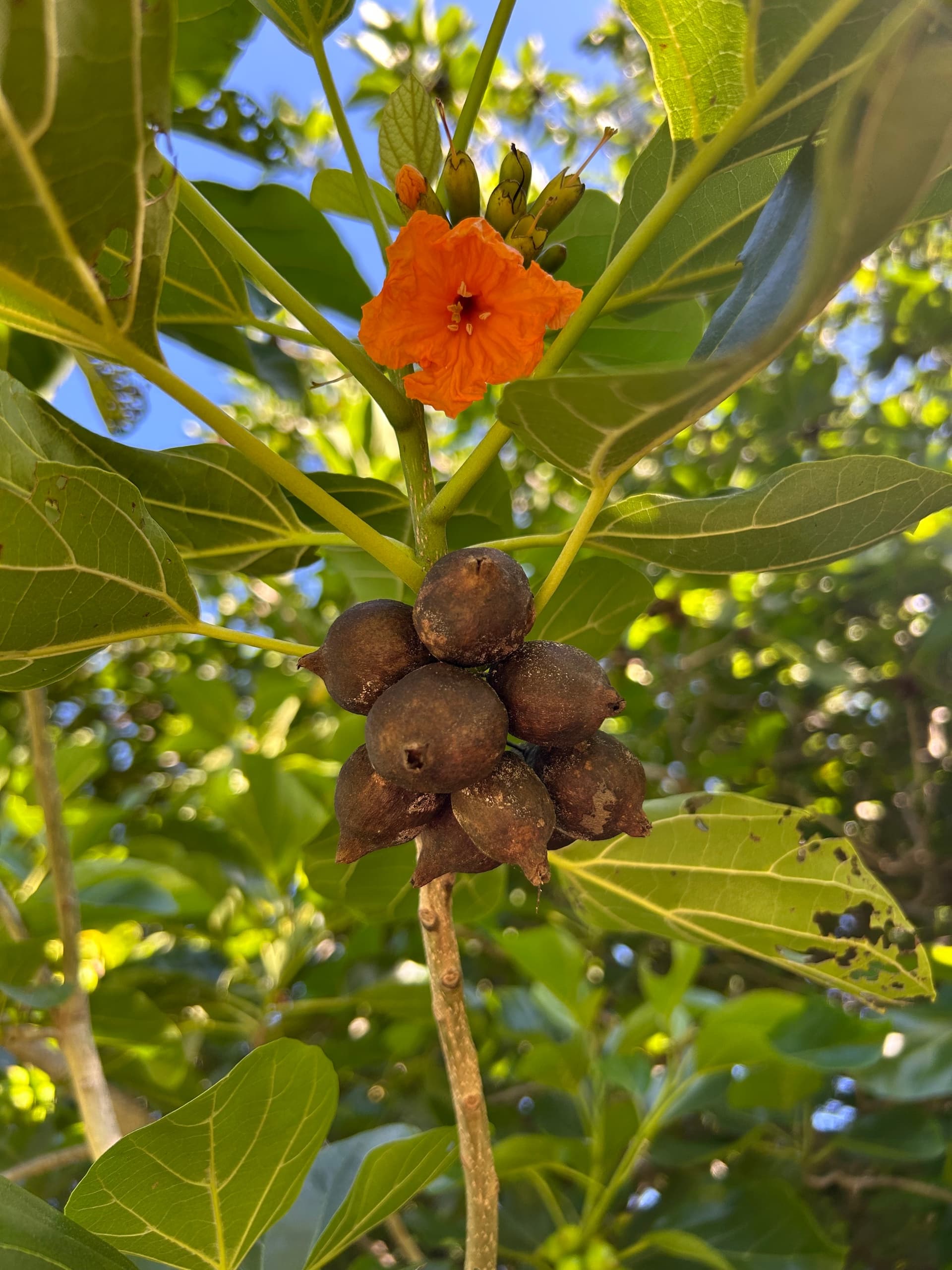 Forest Bathing at Moanalua Gardens