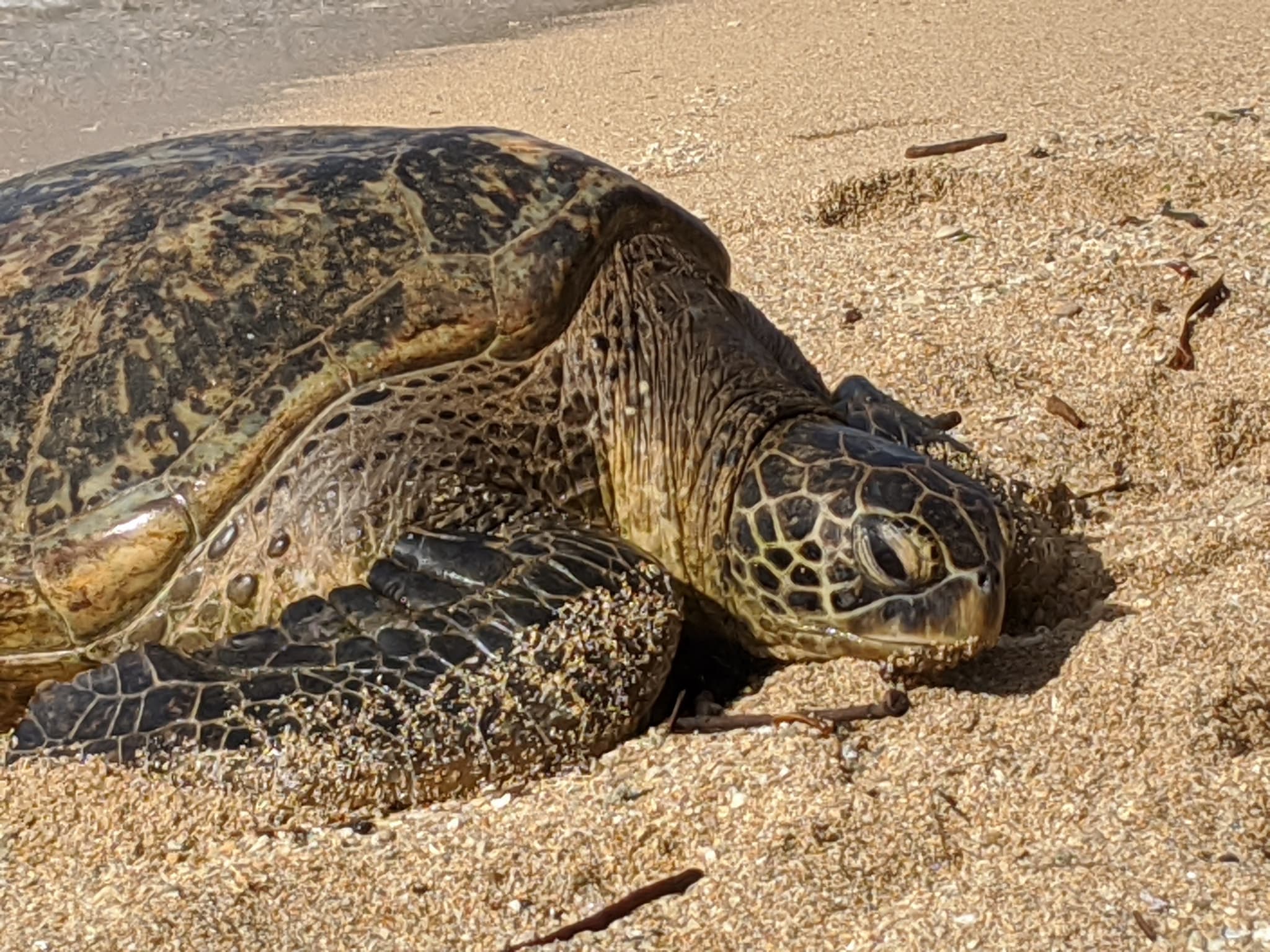 North Shore Adventure Tour