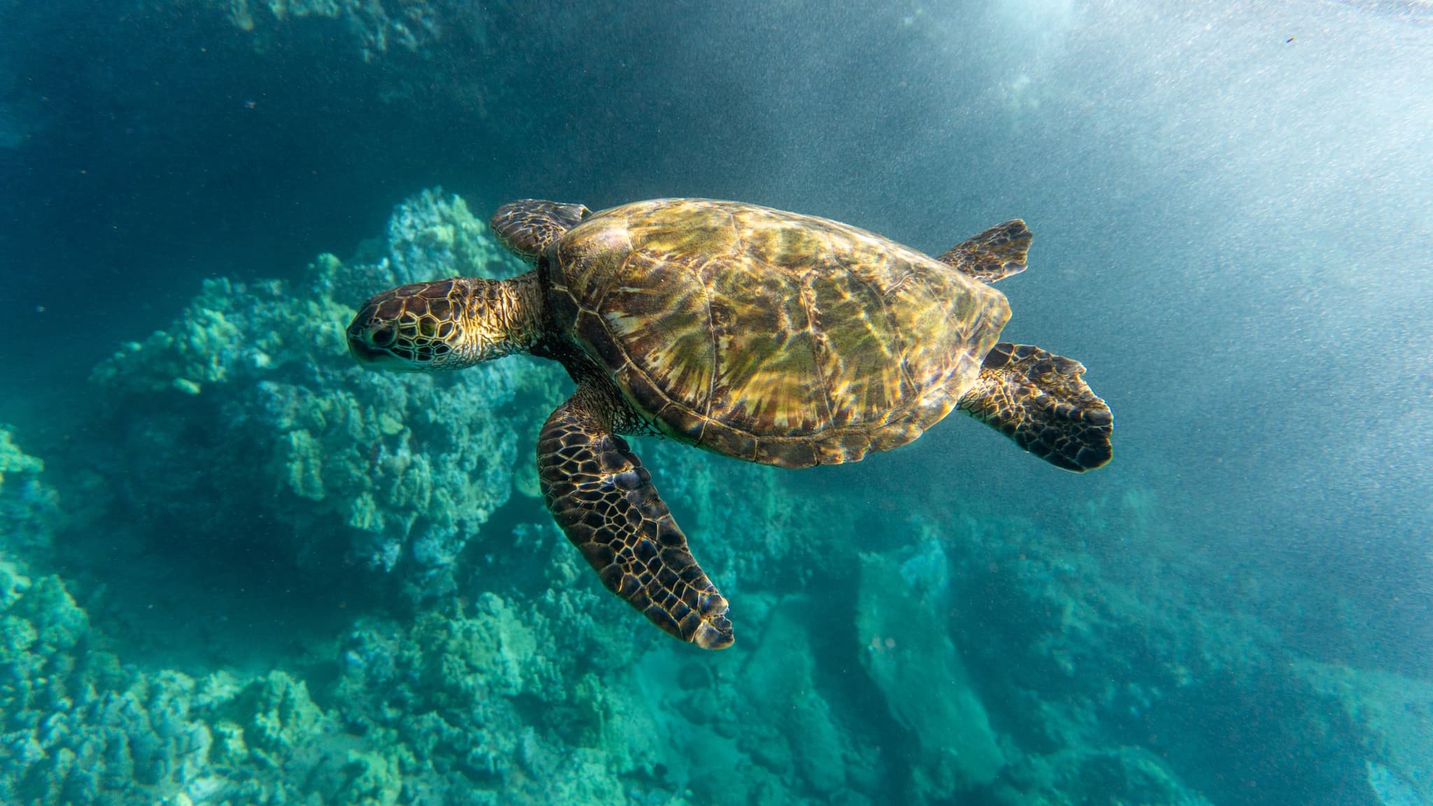 Discover the Magic of Coral Garden’s Turtle Town - 3 Hours