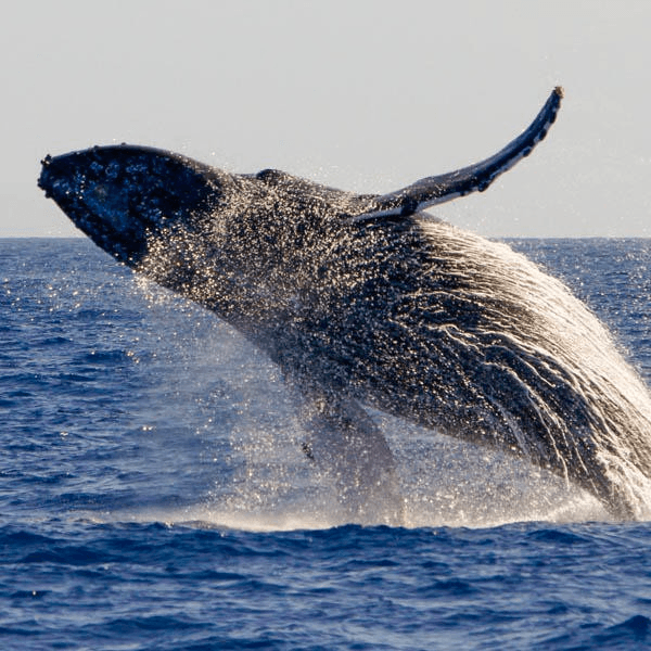 Whalewatch Sail • Ma'alaea