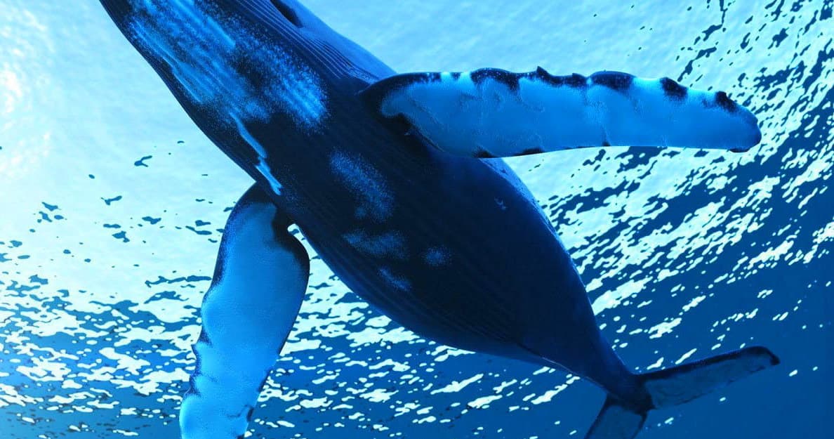 Private Whale Watch Cruise • Monohull Nova