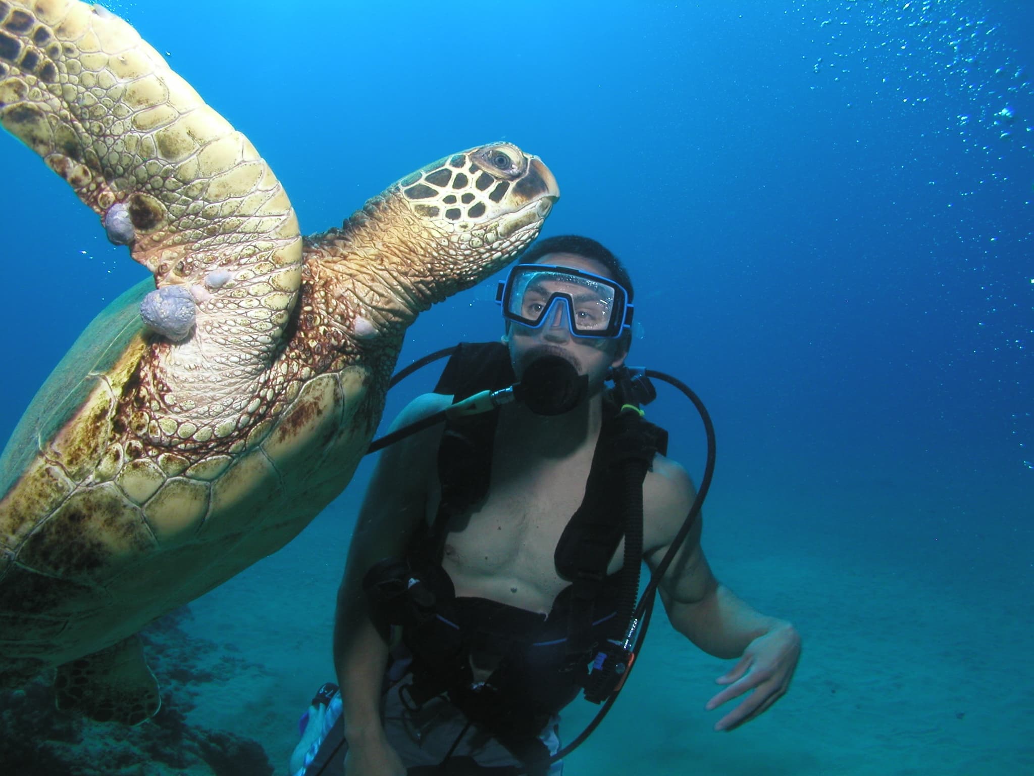 Shark-Turtle-Wreck Dive