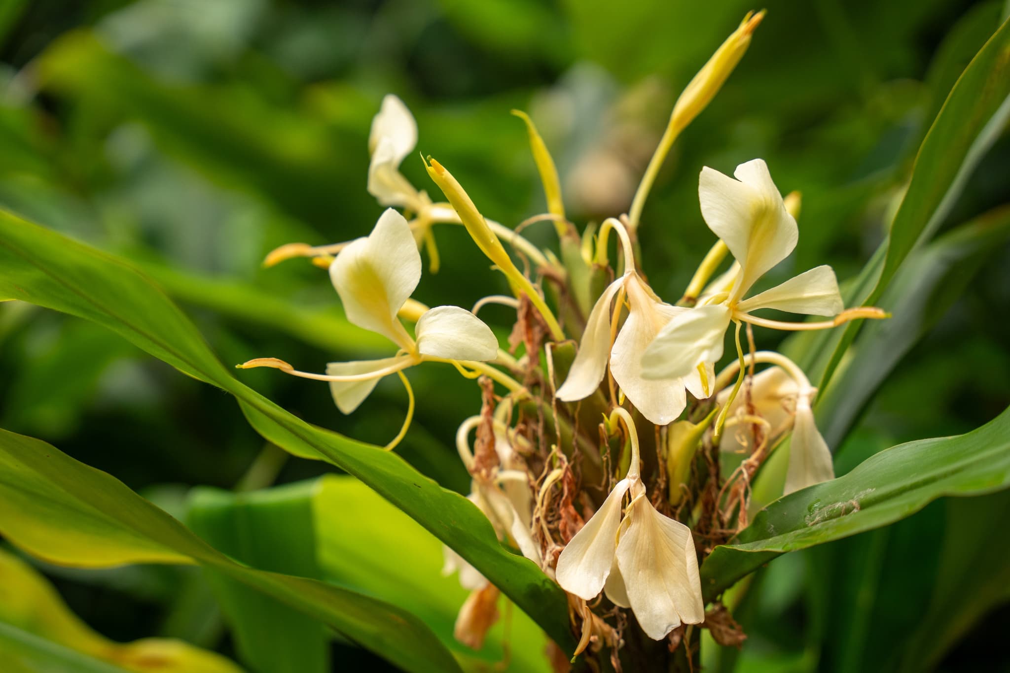 WEDNESDAYS | Introduction to the Ahupua’a, it’s Food Systems and Waterways