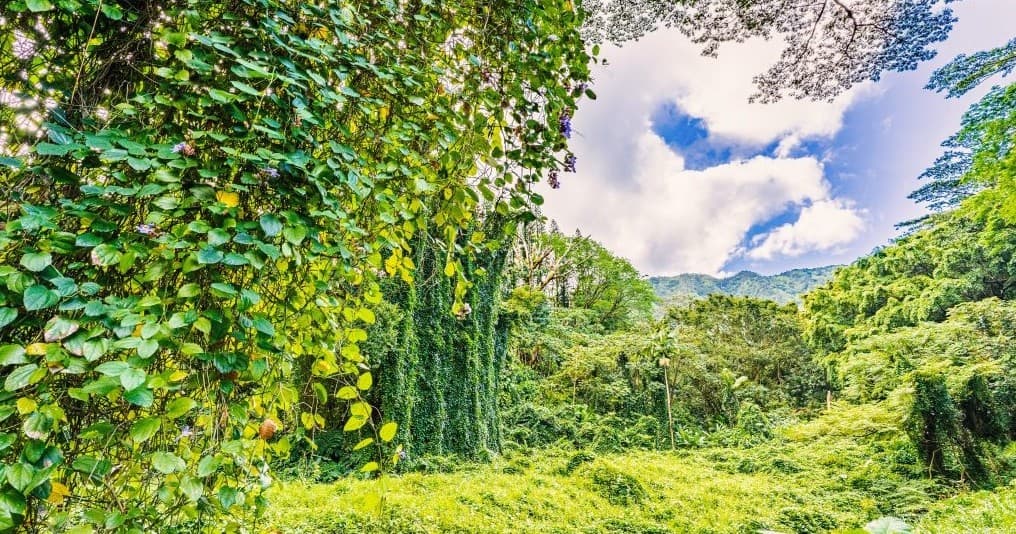 Jurassic Waterfall Hike