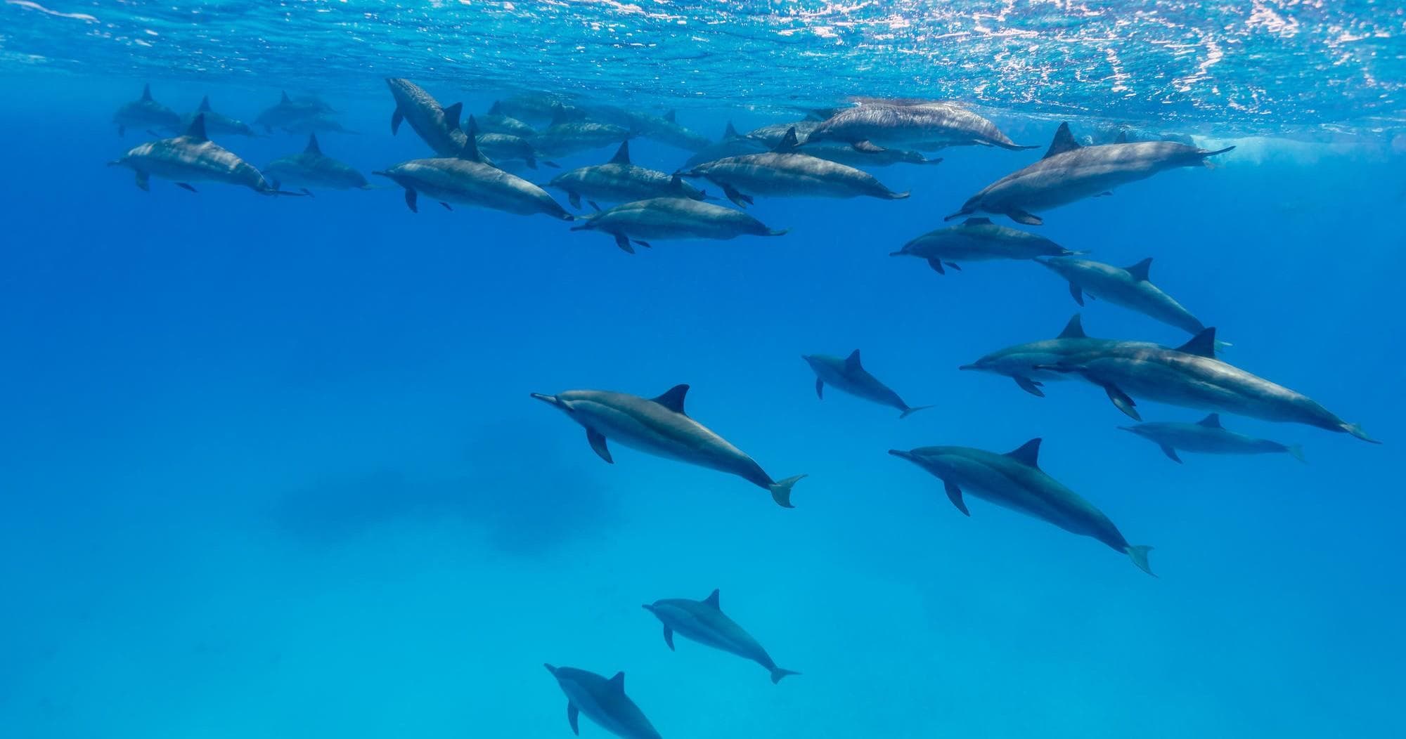 Guided Snorkeling Tour