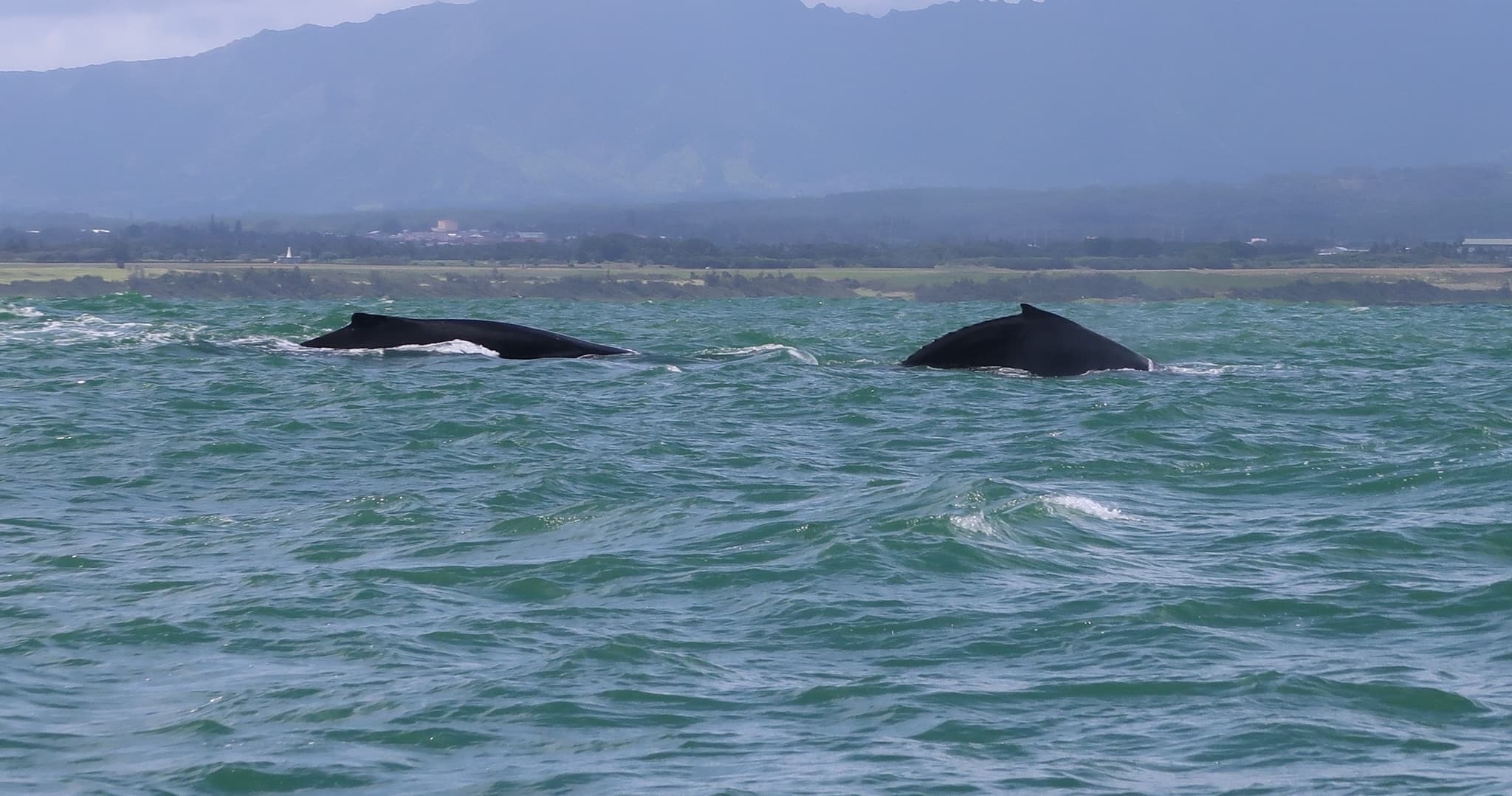 Seabirds and Marine Mammals