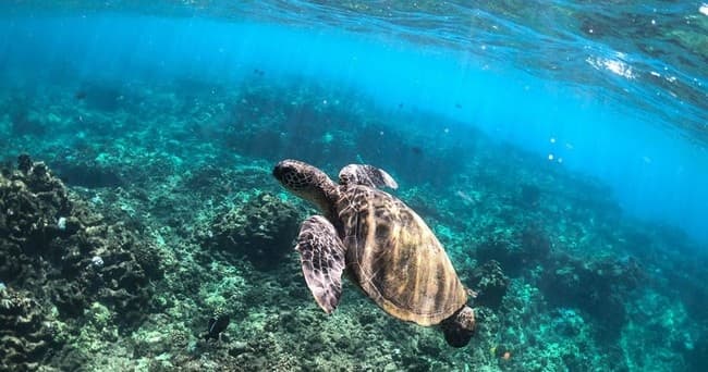 Full Day Snorkel & Sail • Monohull Nova