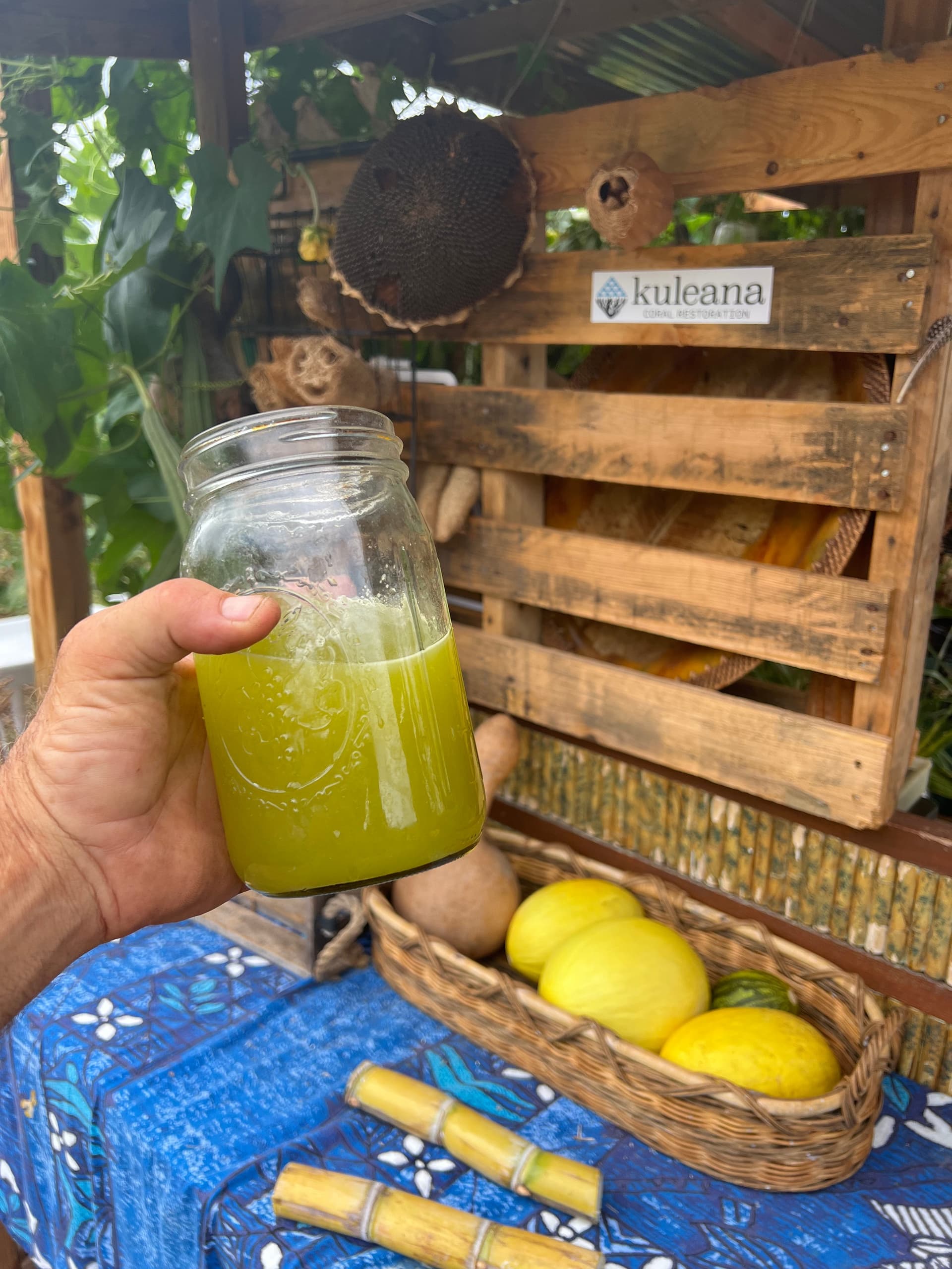 Tour a hidden Mango Coconut Orchard & Taste the land