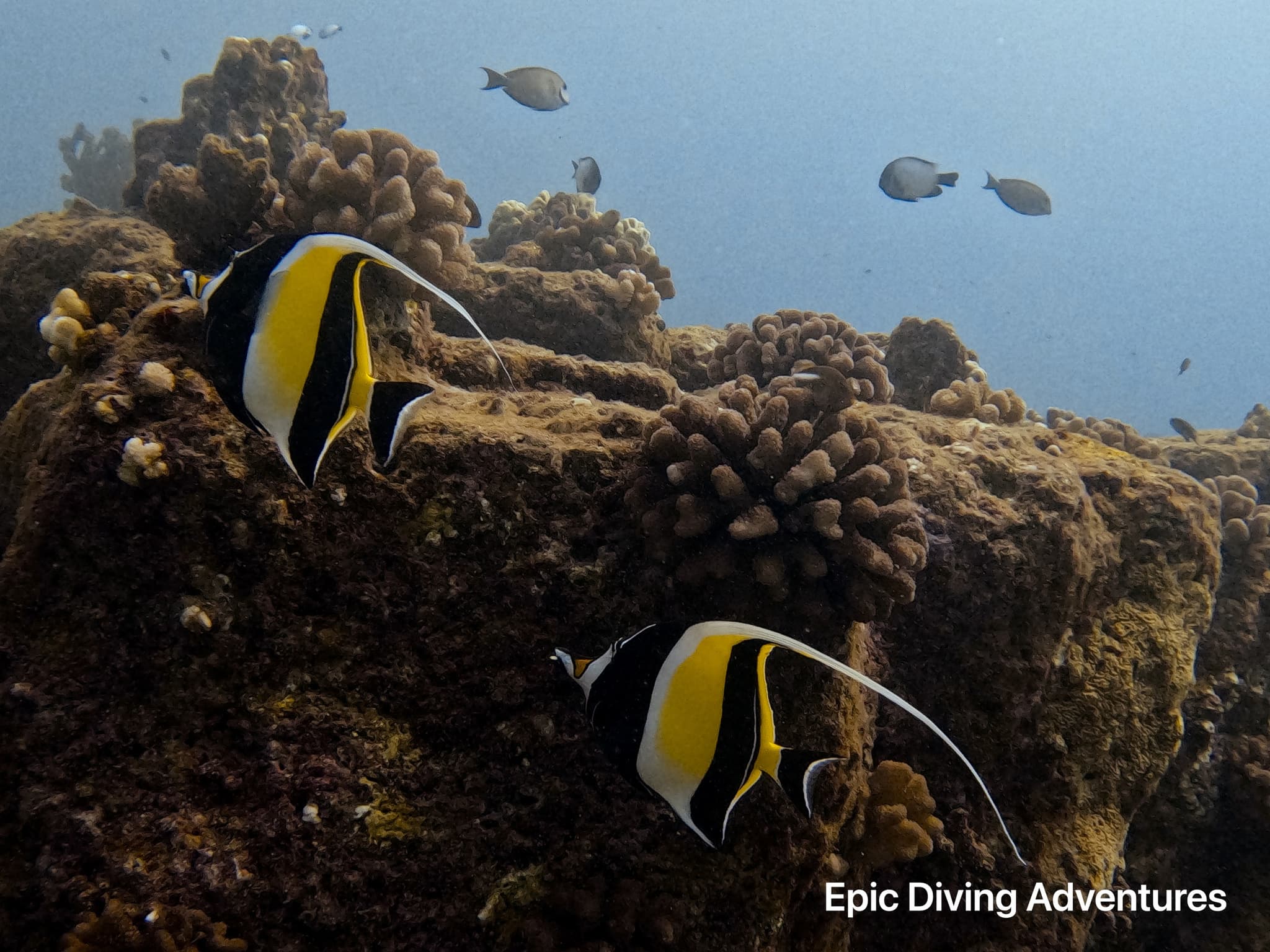 Ultimate Hawaiian Cruise Ship Scuba and Snorkeling Experience