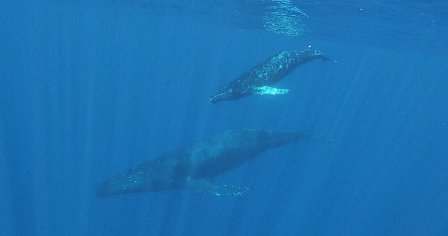 Whale Watch by Kayak
