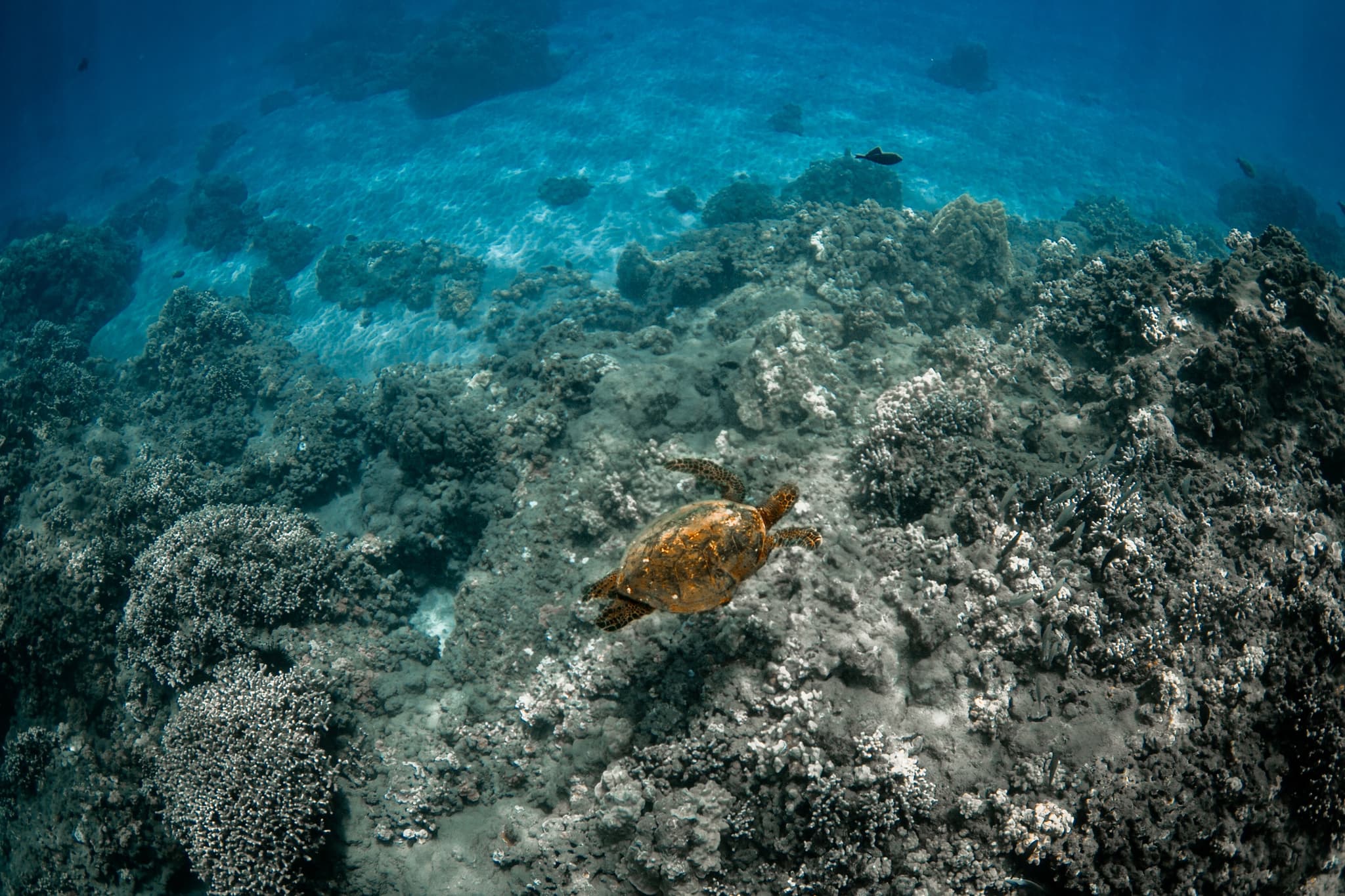 Maui and Lana'i Snorkel Tour and Dolphin Encounter